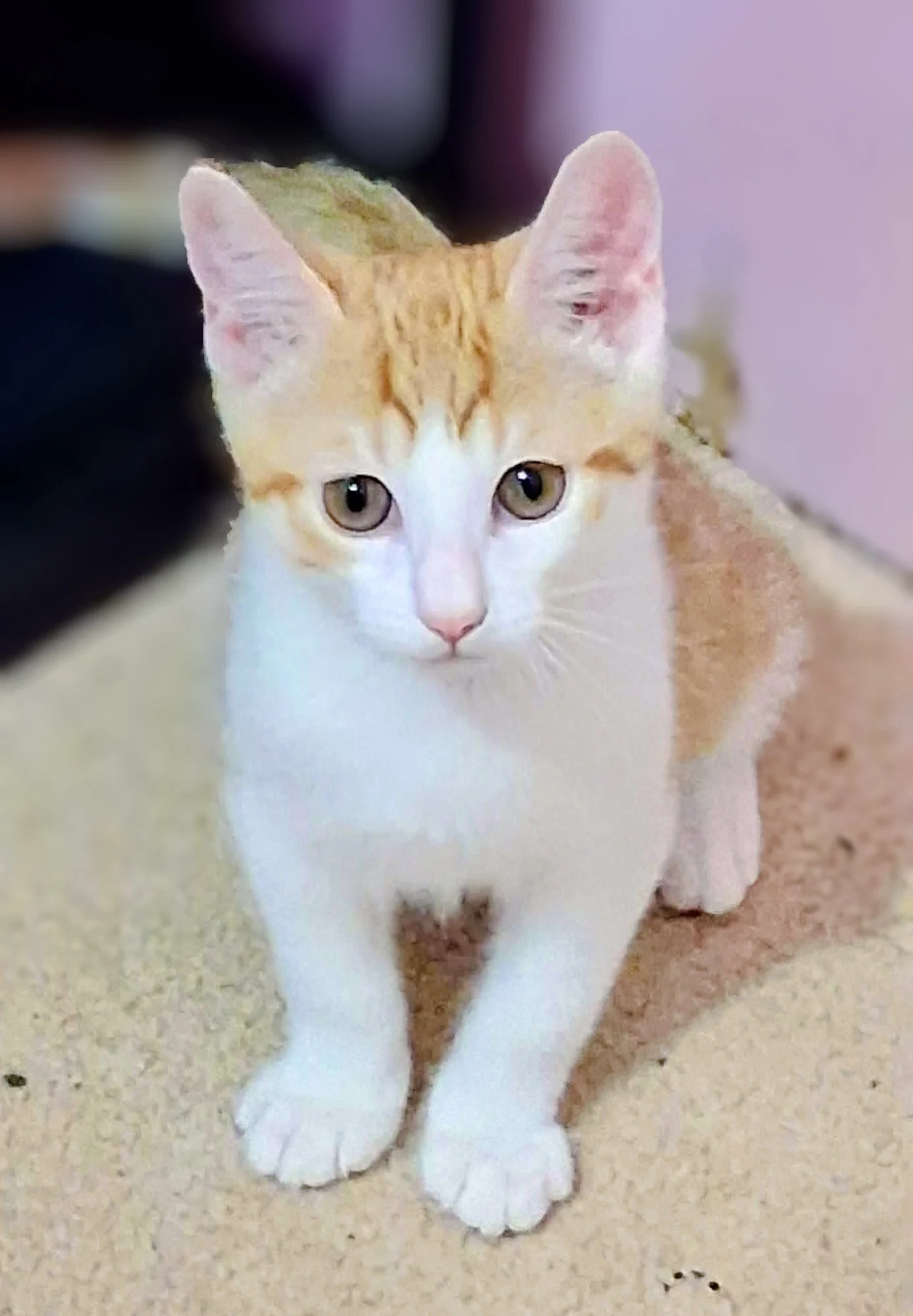 Whiskertail