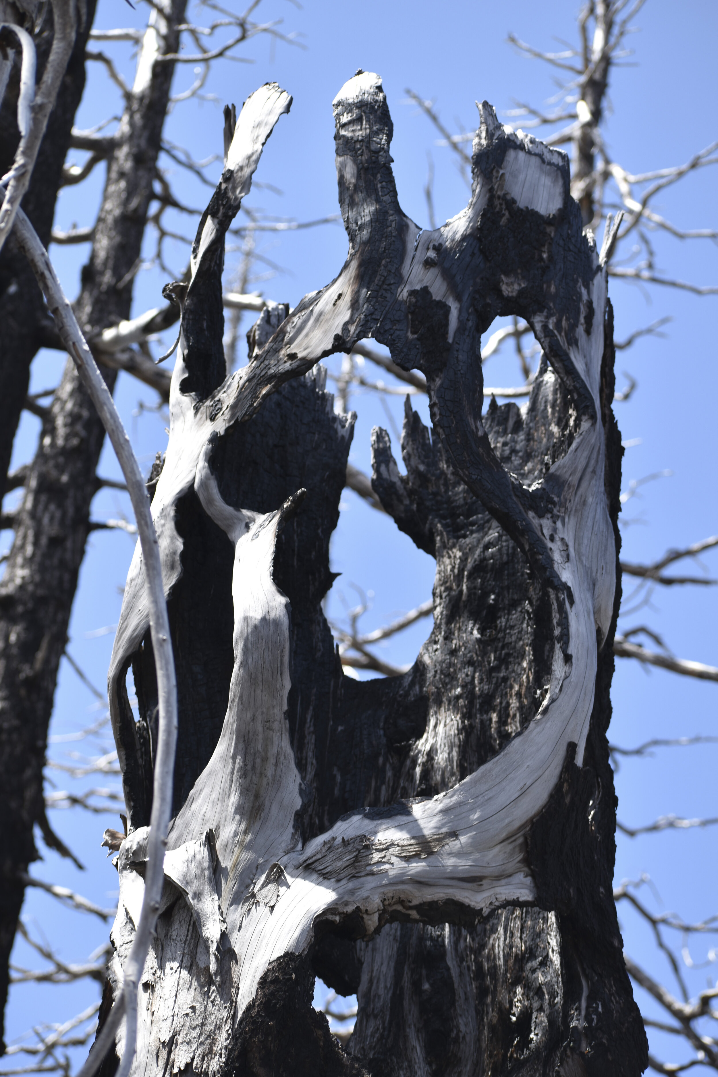 Trees after the tragic Columbia fire.