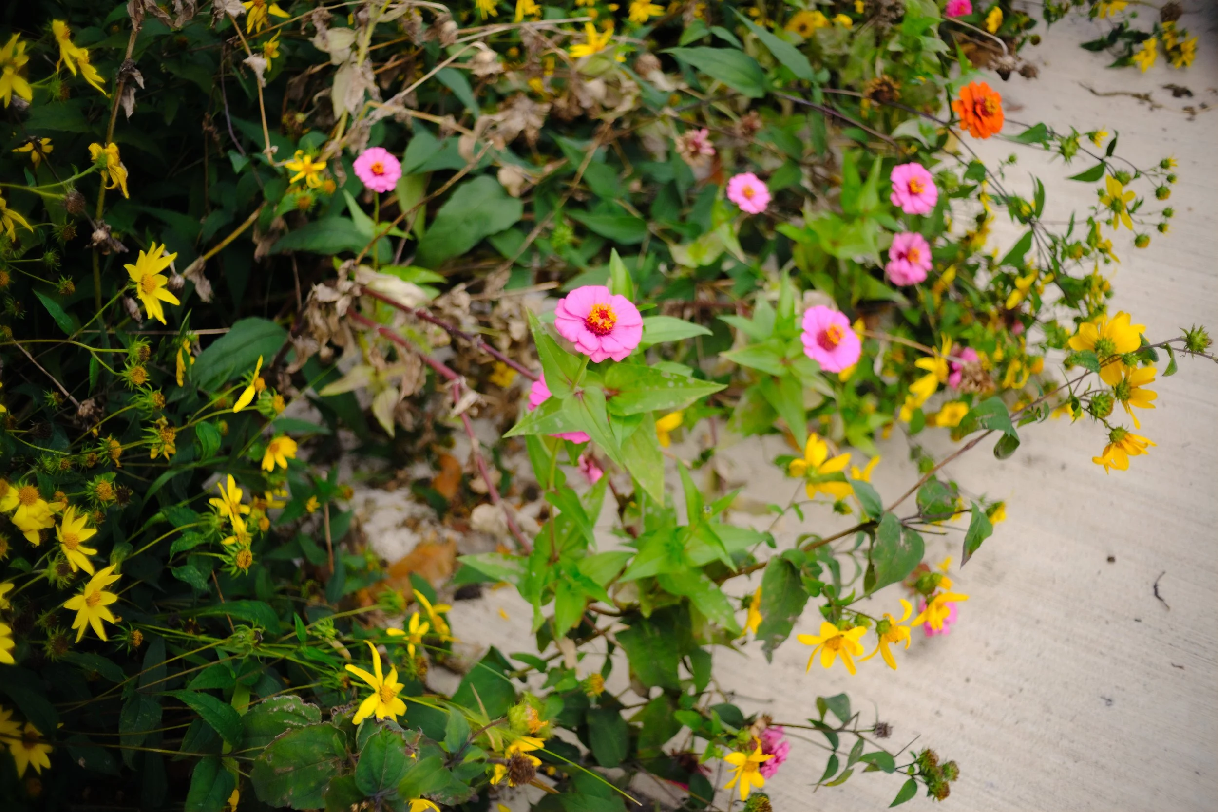 Grl Swirl_October 2023_Daniel Stewart_-38.jpg