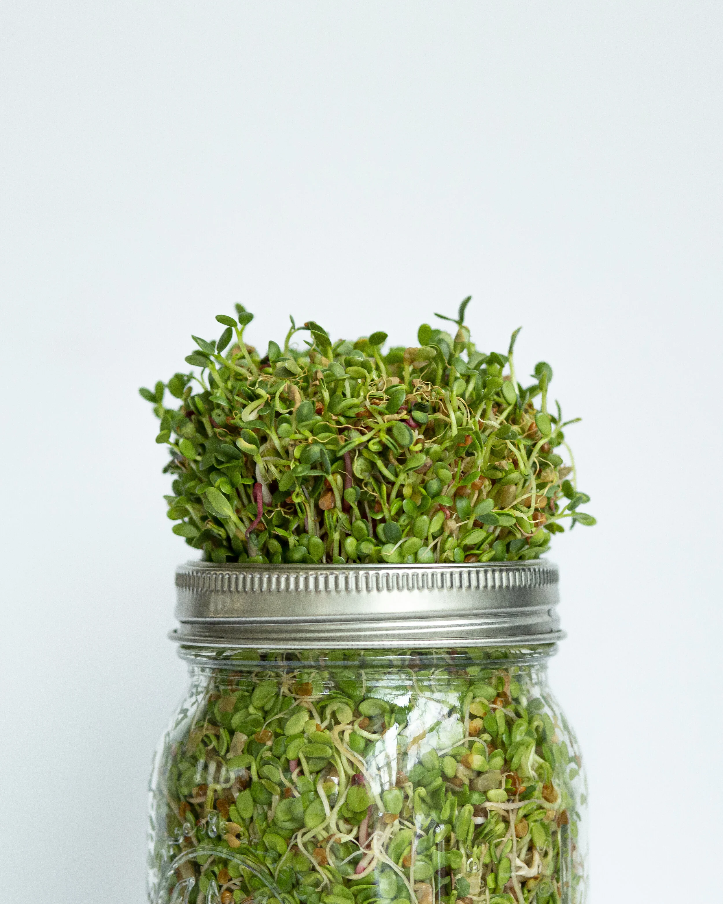 Sprout Kit — Revival Homestead Supply