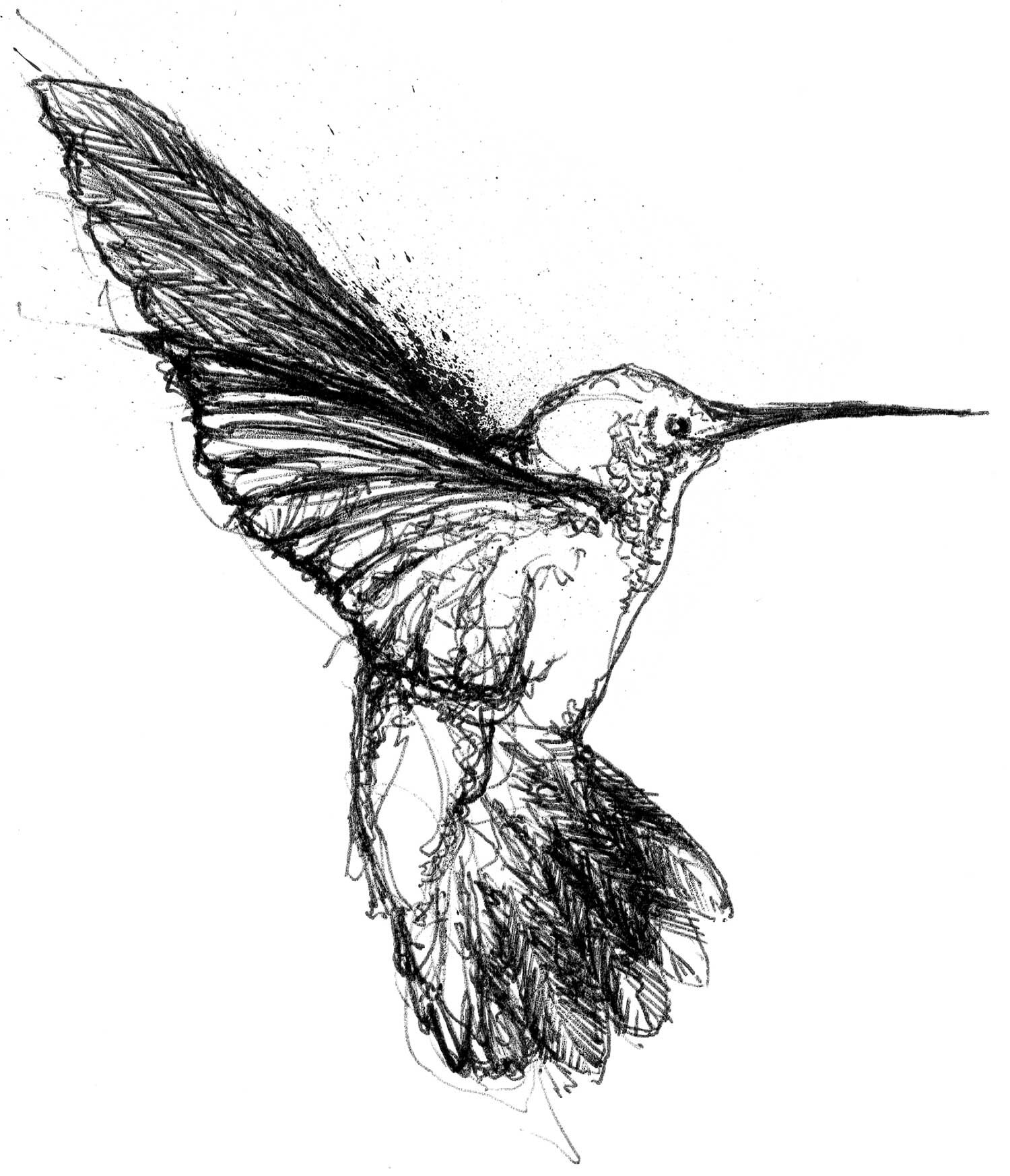HummingBird.jpg