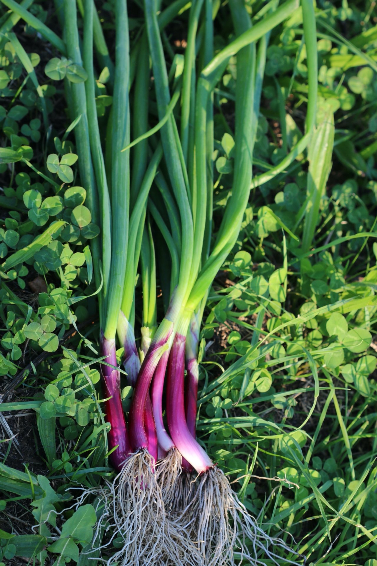 Red Spring Onion