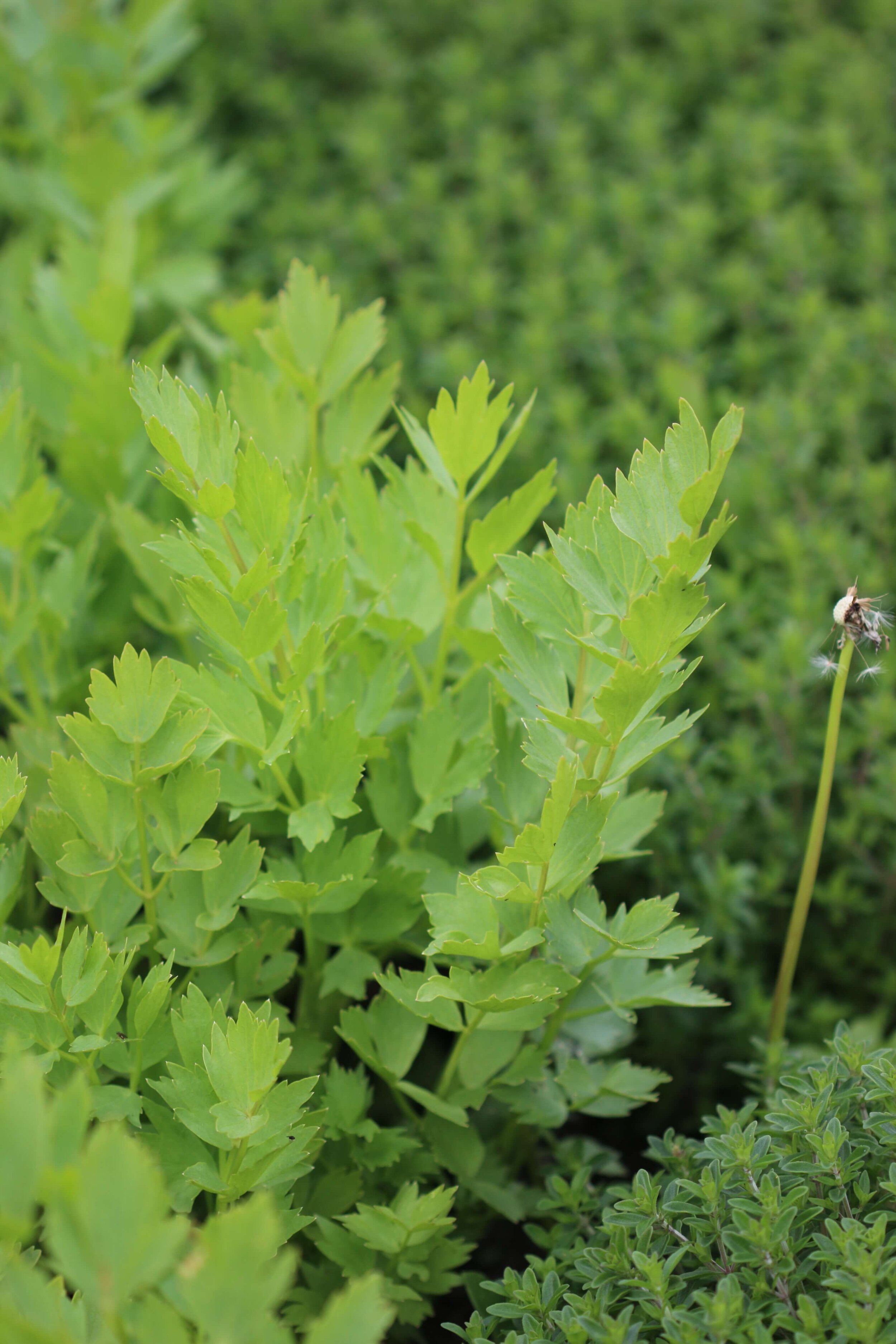 Lovage Seed