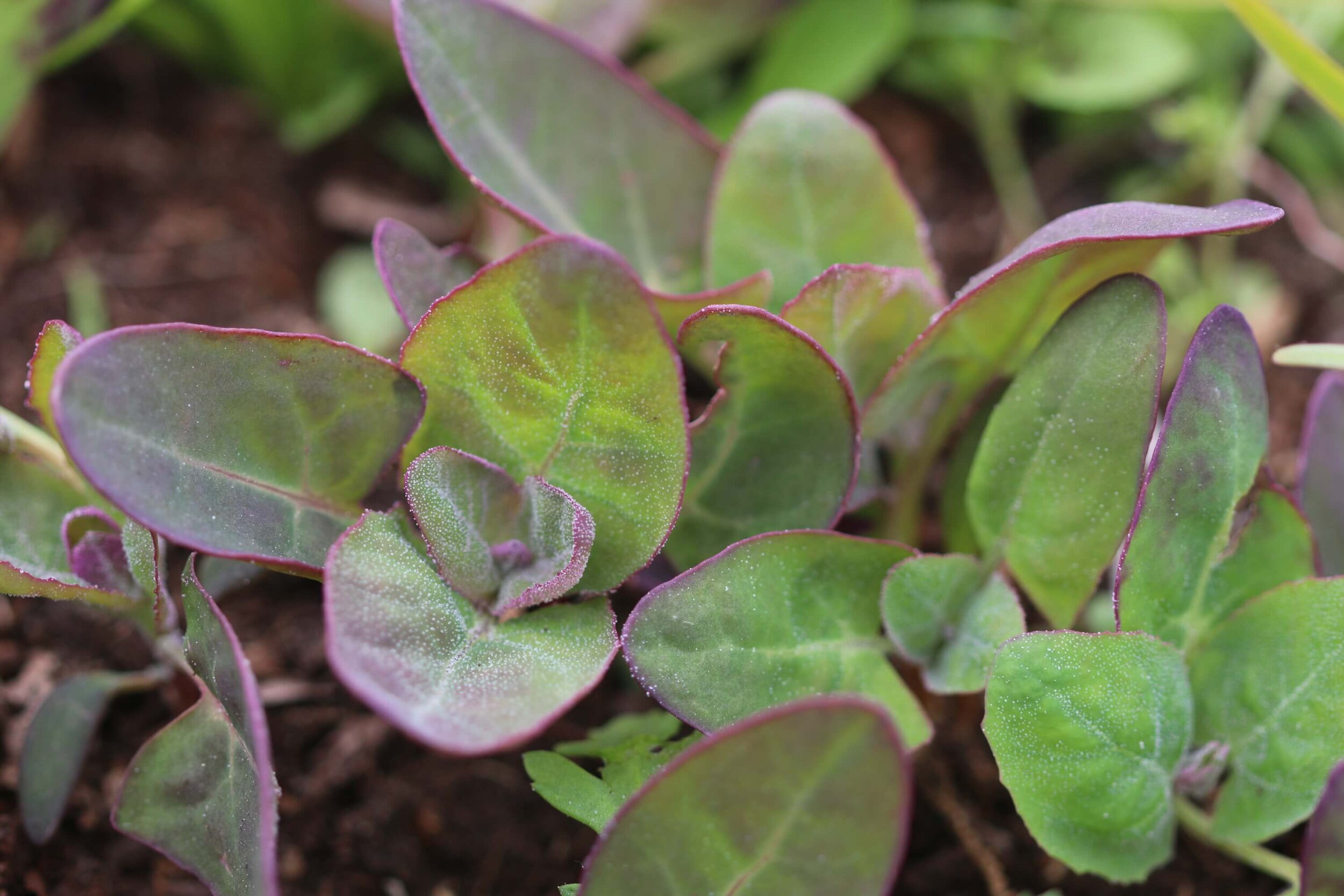 Orach tiny website .jpeg