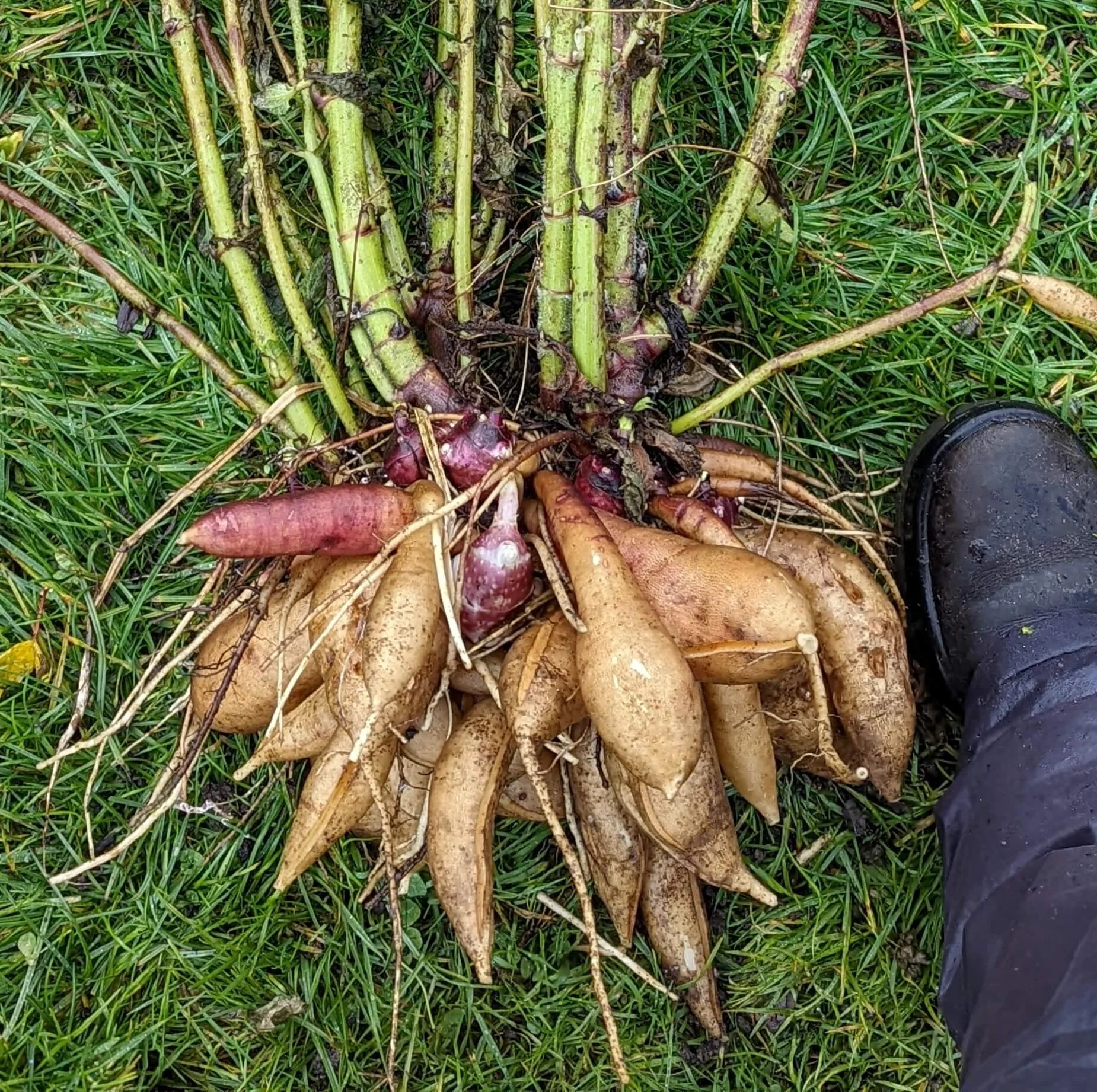Yacon Rhizomes — Provenance Growers