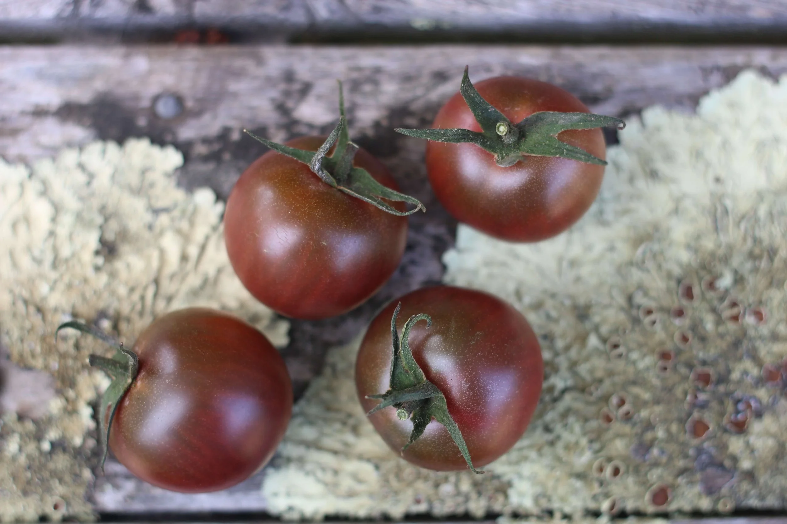 tomato black cherry tiny 2.JPG