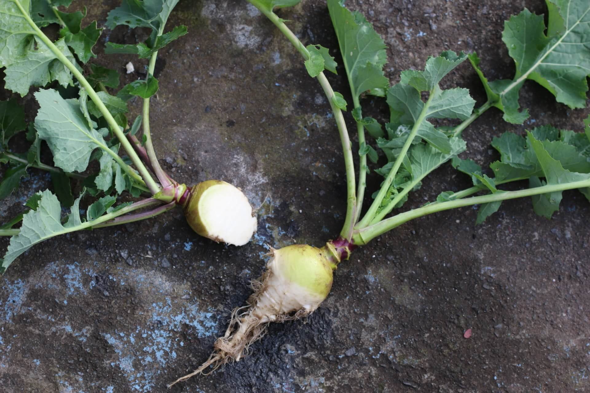 Gilfeather Turnip seed