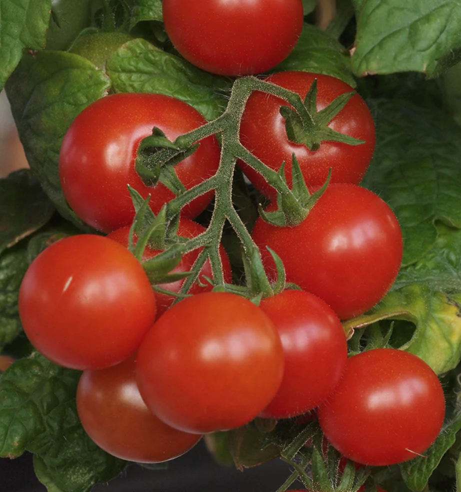 Tiny Tim tomato seed