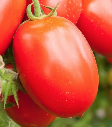 Roma tomato seed