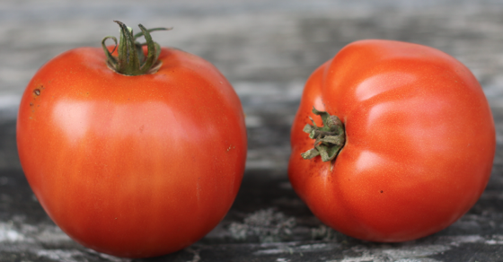 College Challenger tomato seed