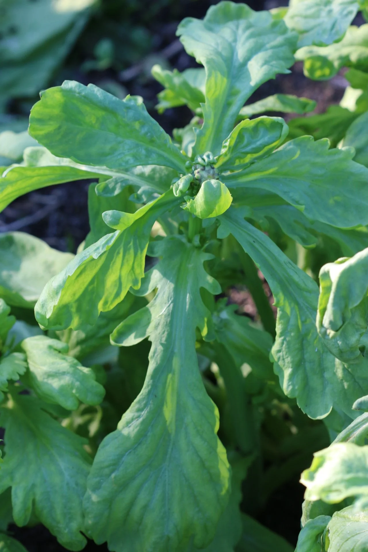 shungiku broad leaf.JPG