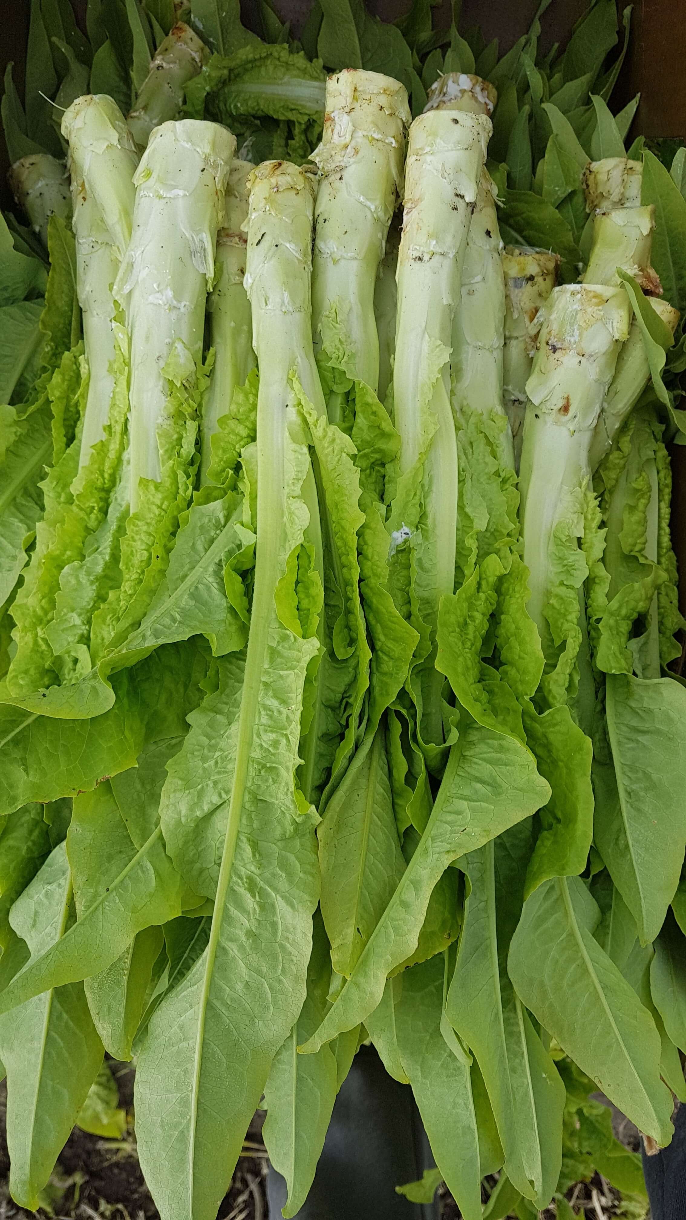 celtuce tiny .jpg