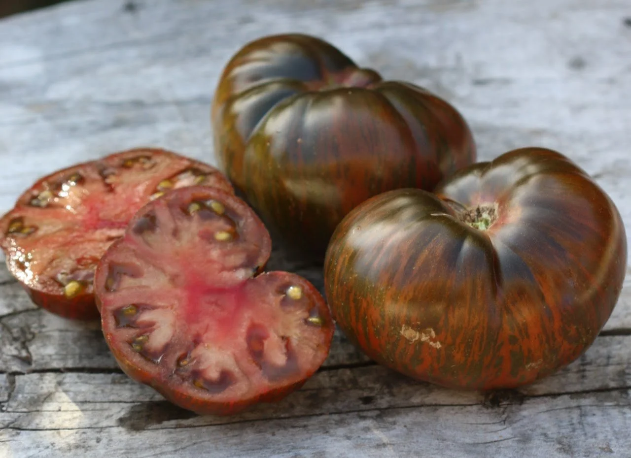 Tomato PINK BERKELEY TIE-DYE.jpg