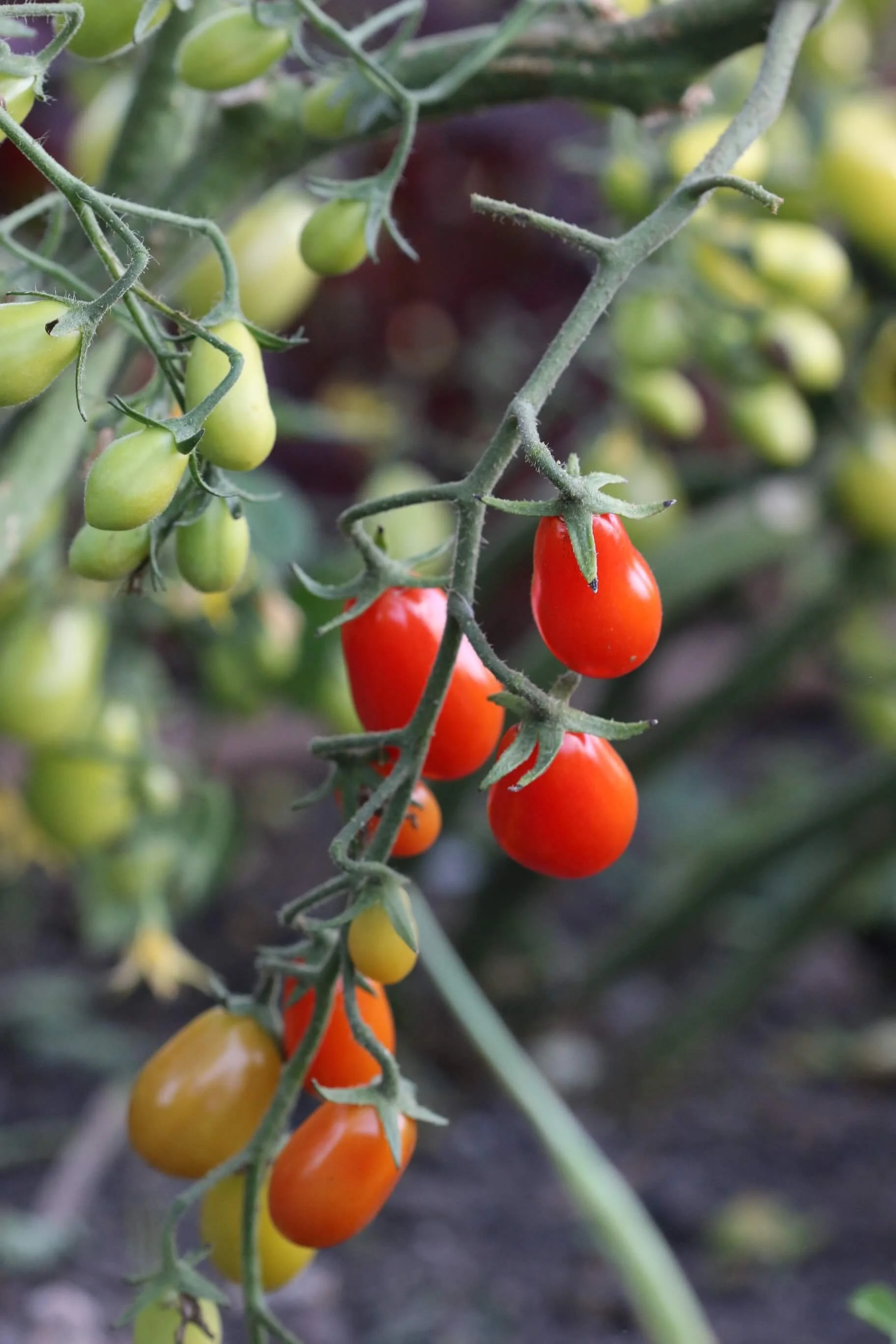 couer de pigeon tomato.JPG tiny?.JPG