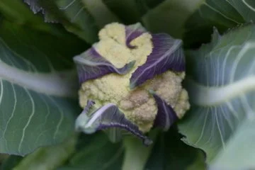 cauliflower.jpg