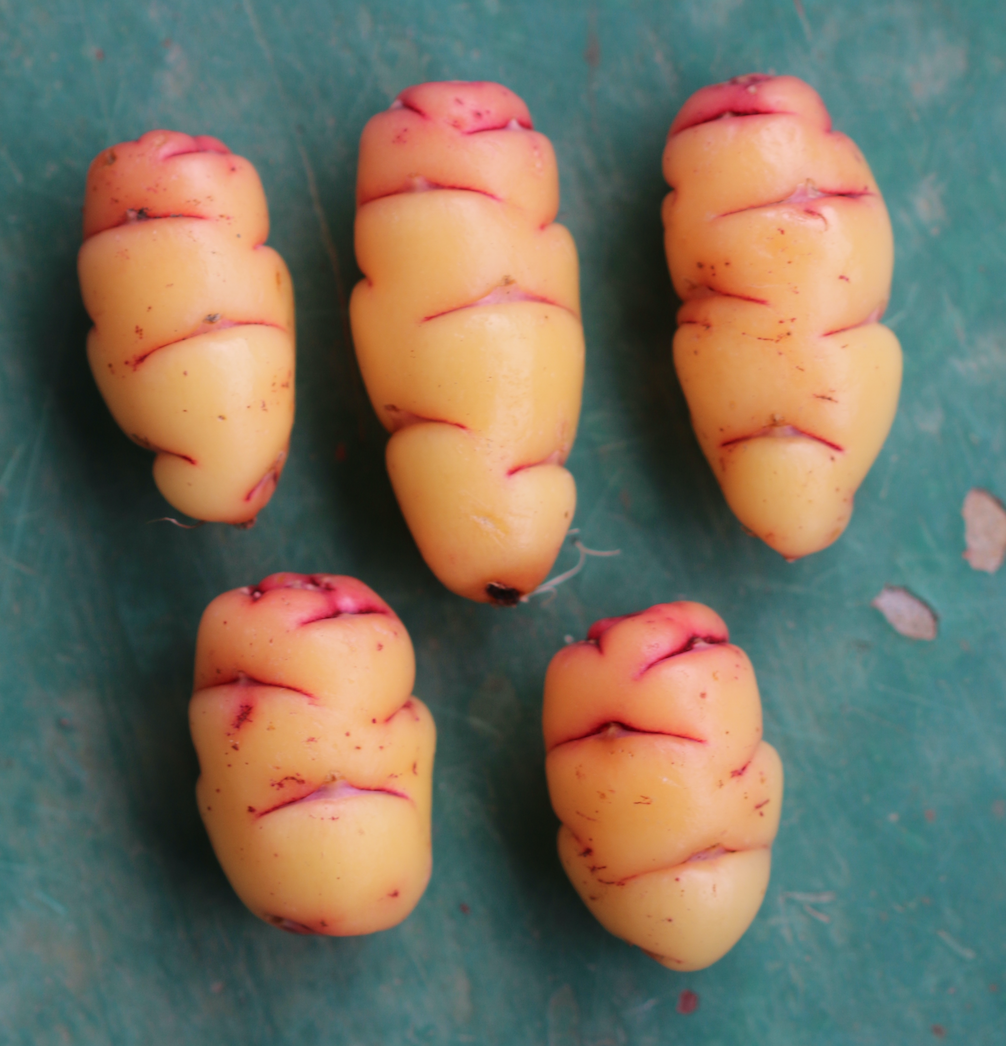 oca Granny'sgarden oca.png
