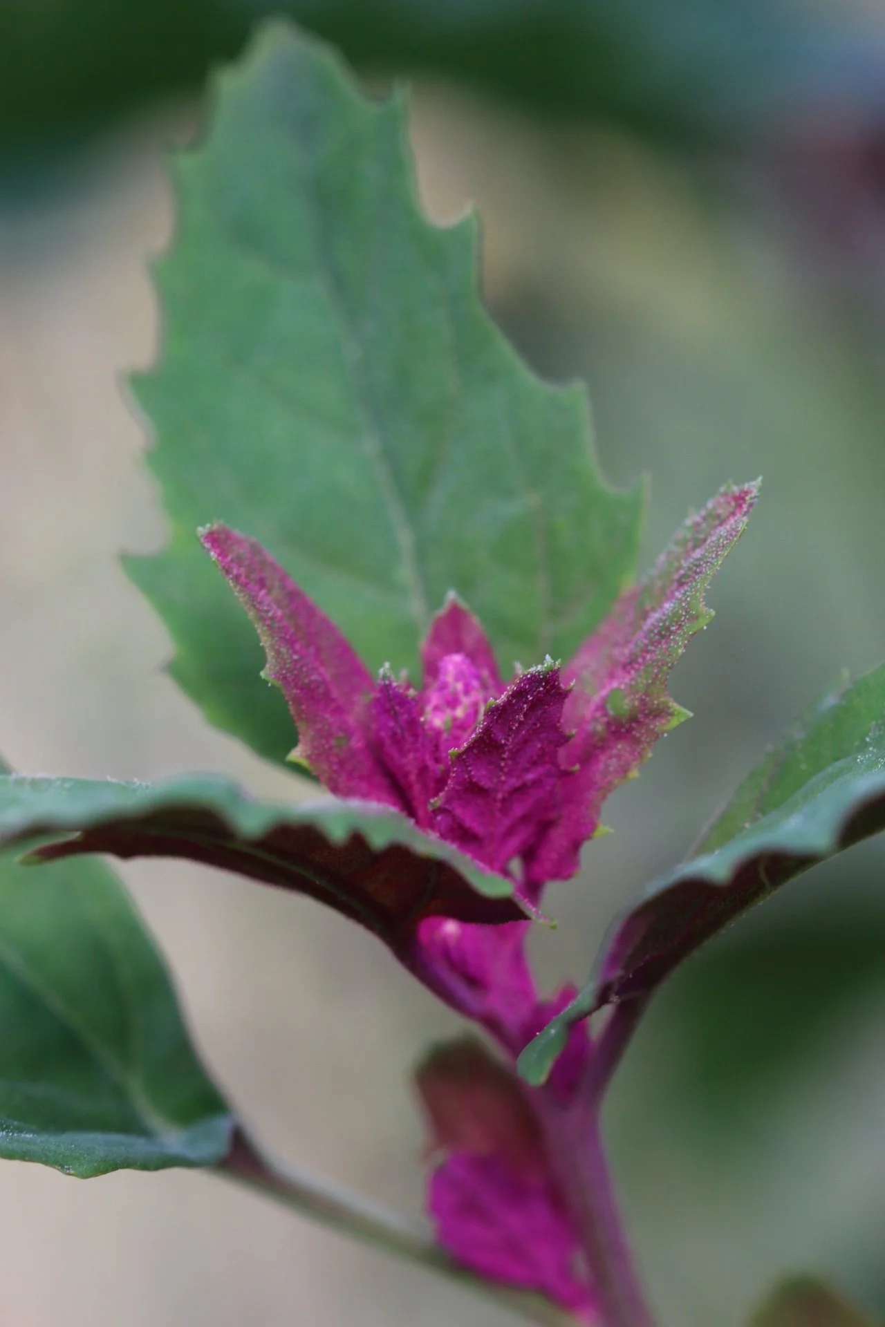 magenta spreen.jpg