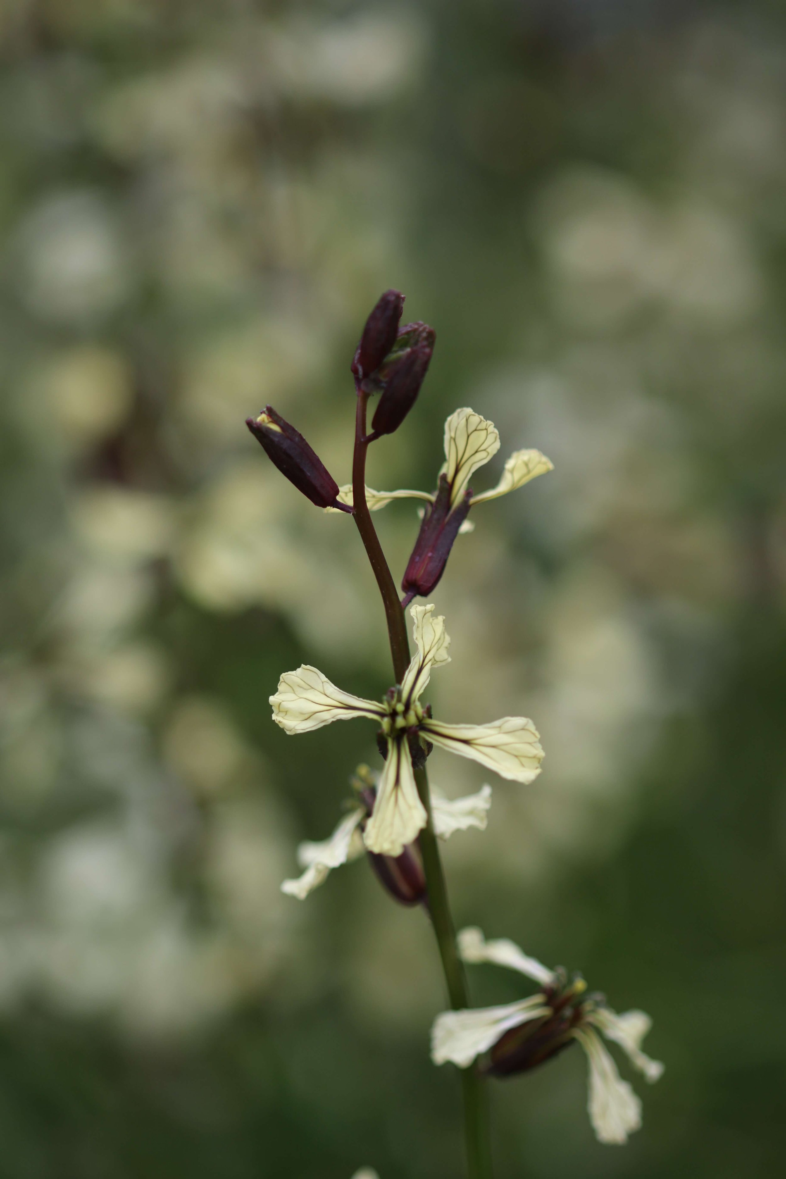 Rocket flowers tiny website .jpeg