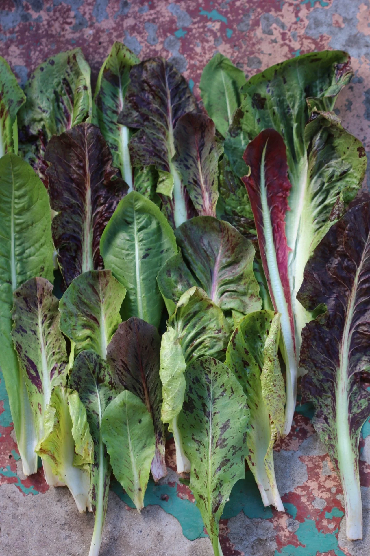 Chicory, Mixed