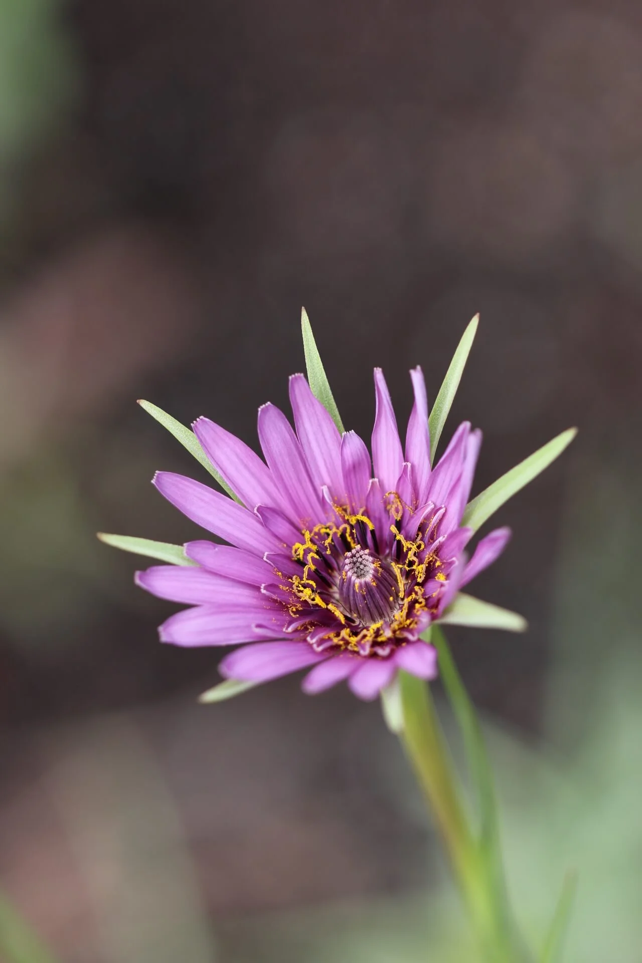 salsify flower tiny .JPG