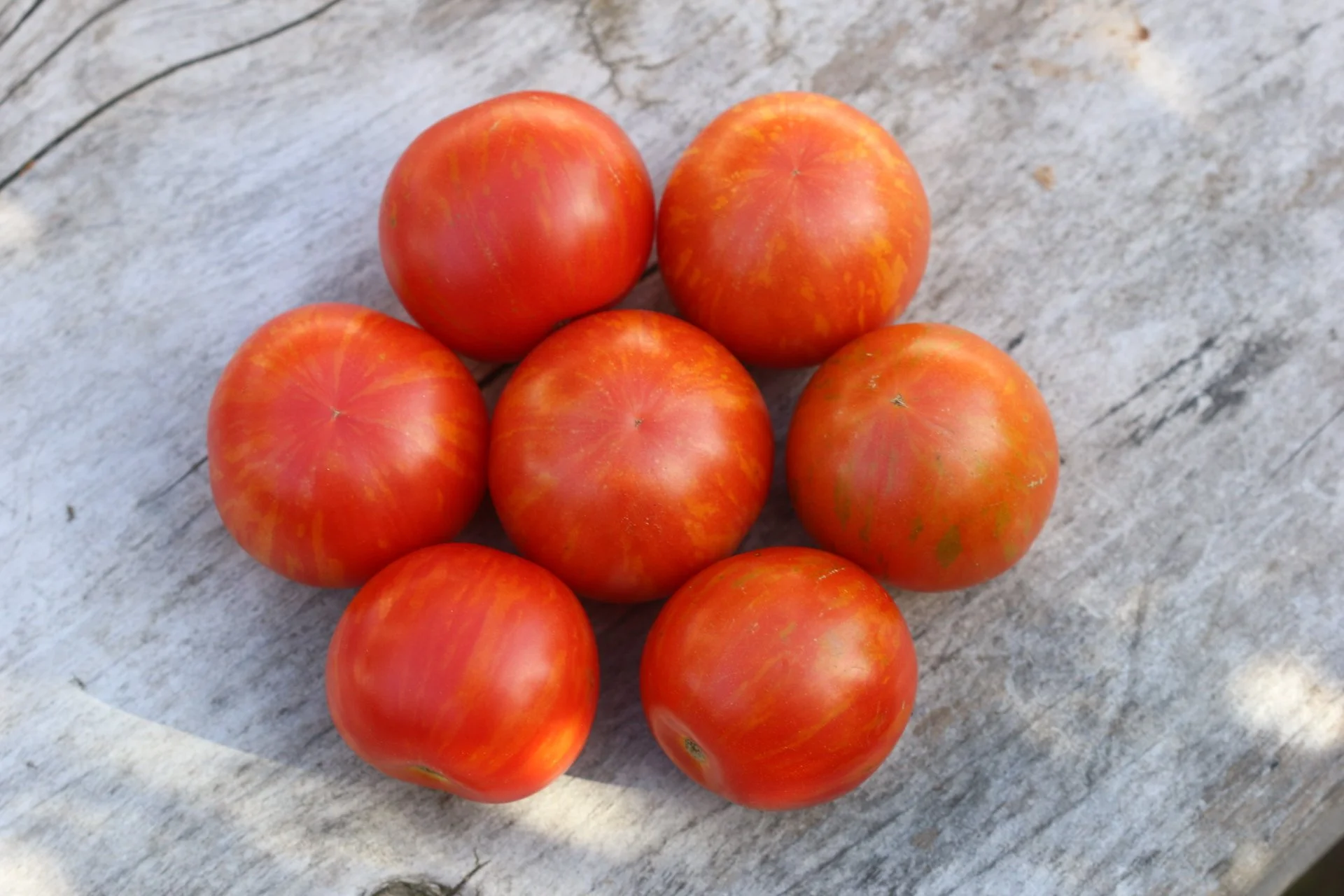Tigerella tomato seed