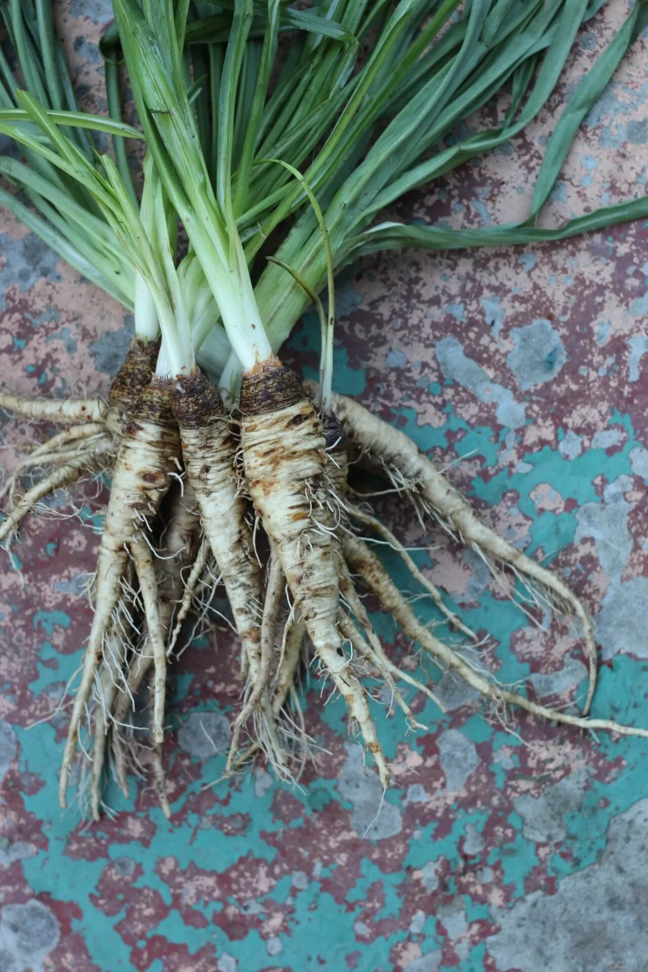 Salsify seed