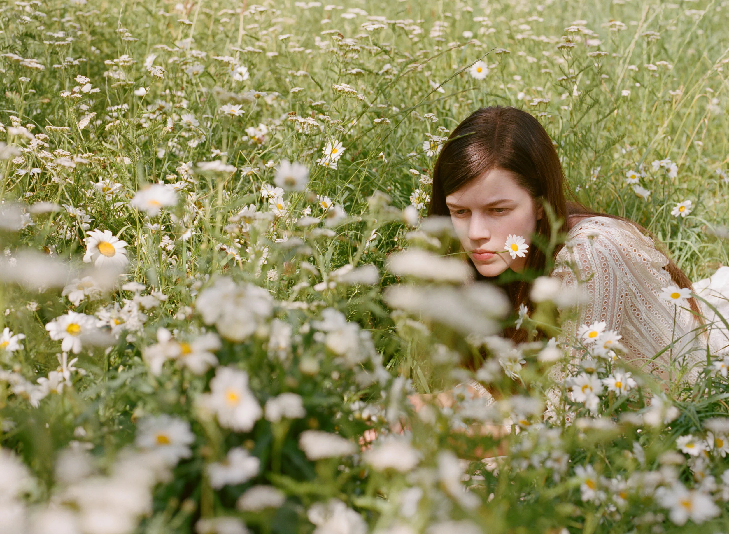 Daisy 4.jpg