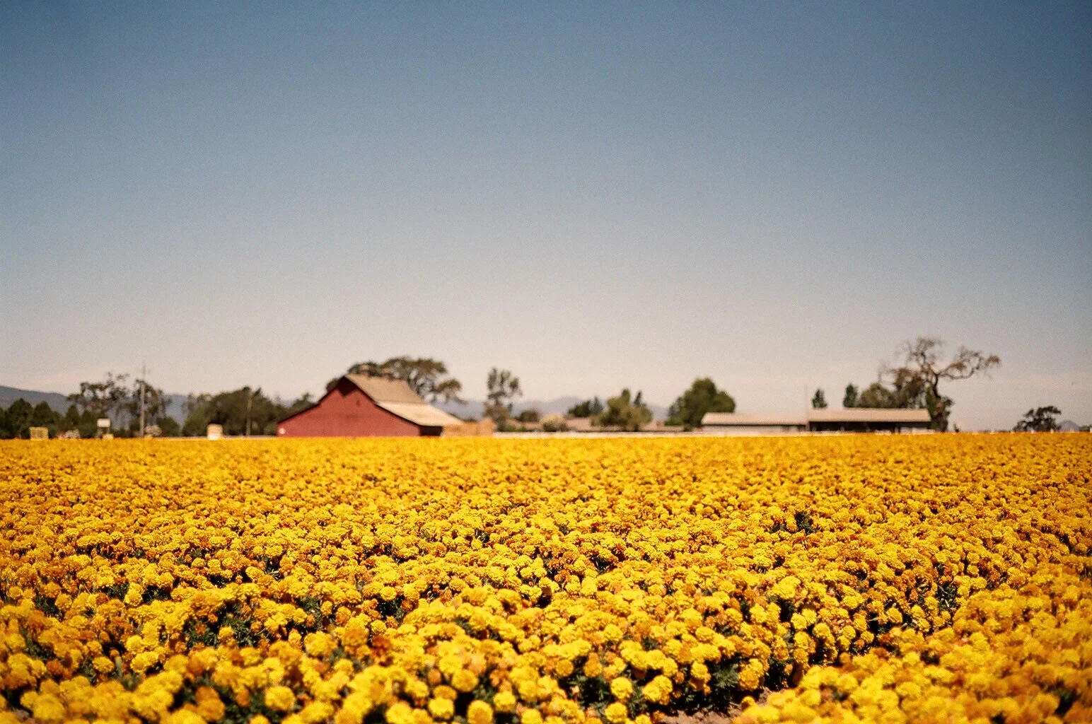 Norcal 2.jpg