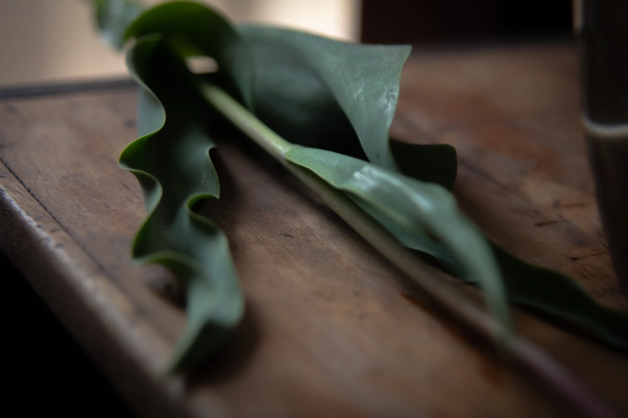 tulipquarntine_webquality-00091.jpg