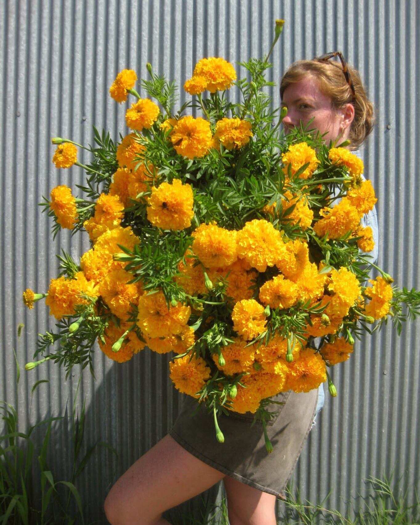 Do you like the smell of marigolds? Recently I&rsquo;ve heard that some people dislike it. I find it surprising because I love the smell! If you are someone who dislikes it, the smell resides in the foliage, so if you strip the leaves of the  cut flo