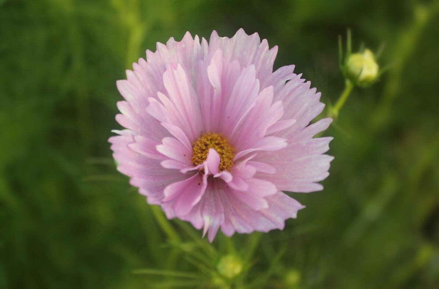 Cupcake cosmos breaking my heart 💔 
.
.
.
#cosmos #cosmosflowers #flowerfarm #flowerfarming #notillgardening #notillfarming #nodiggarden #nodig #pinkflowers #missourigrown #localflowers #ascfg