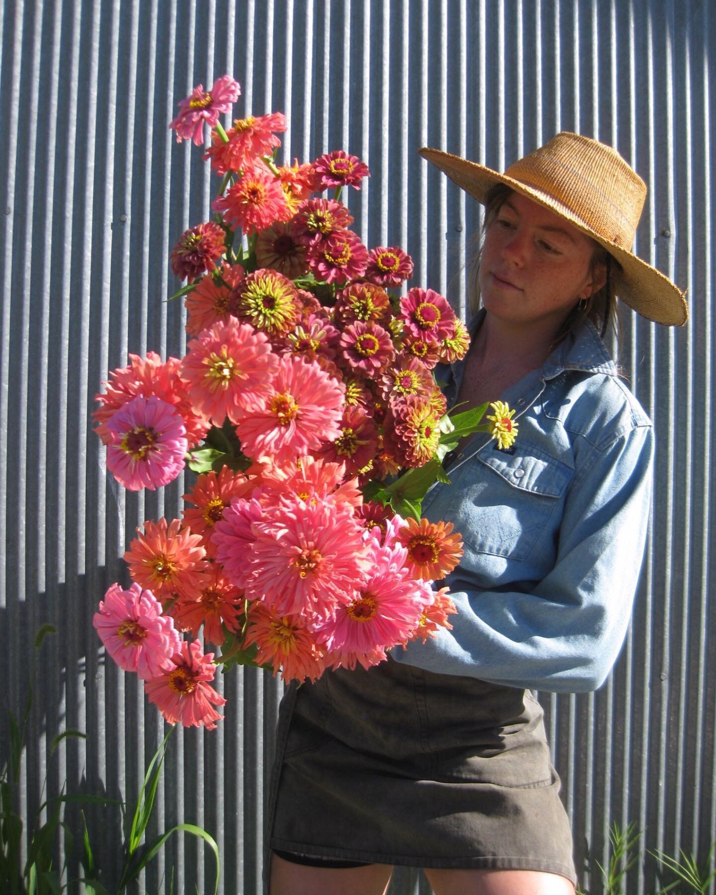 Señora And some Queen lime series Zinnias.