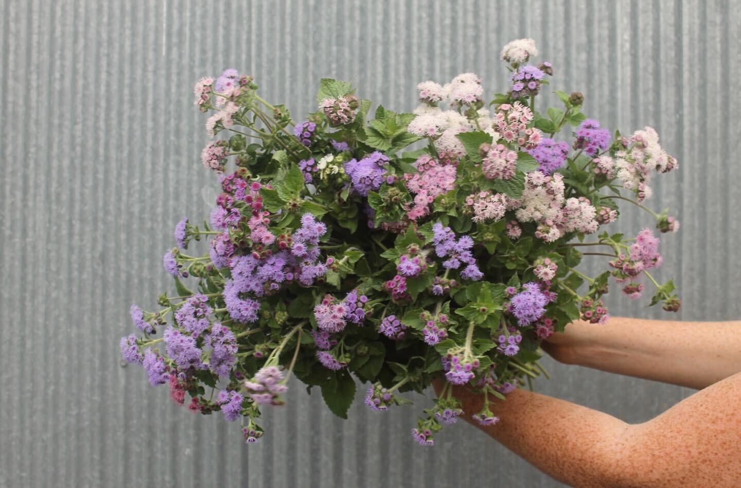 A mix of Ageratum and my sister flexing her guns 💪🏼