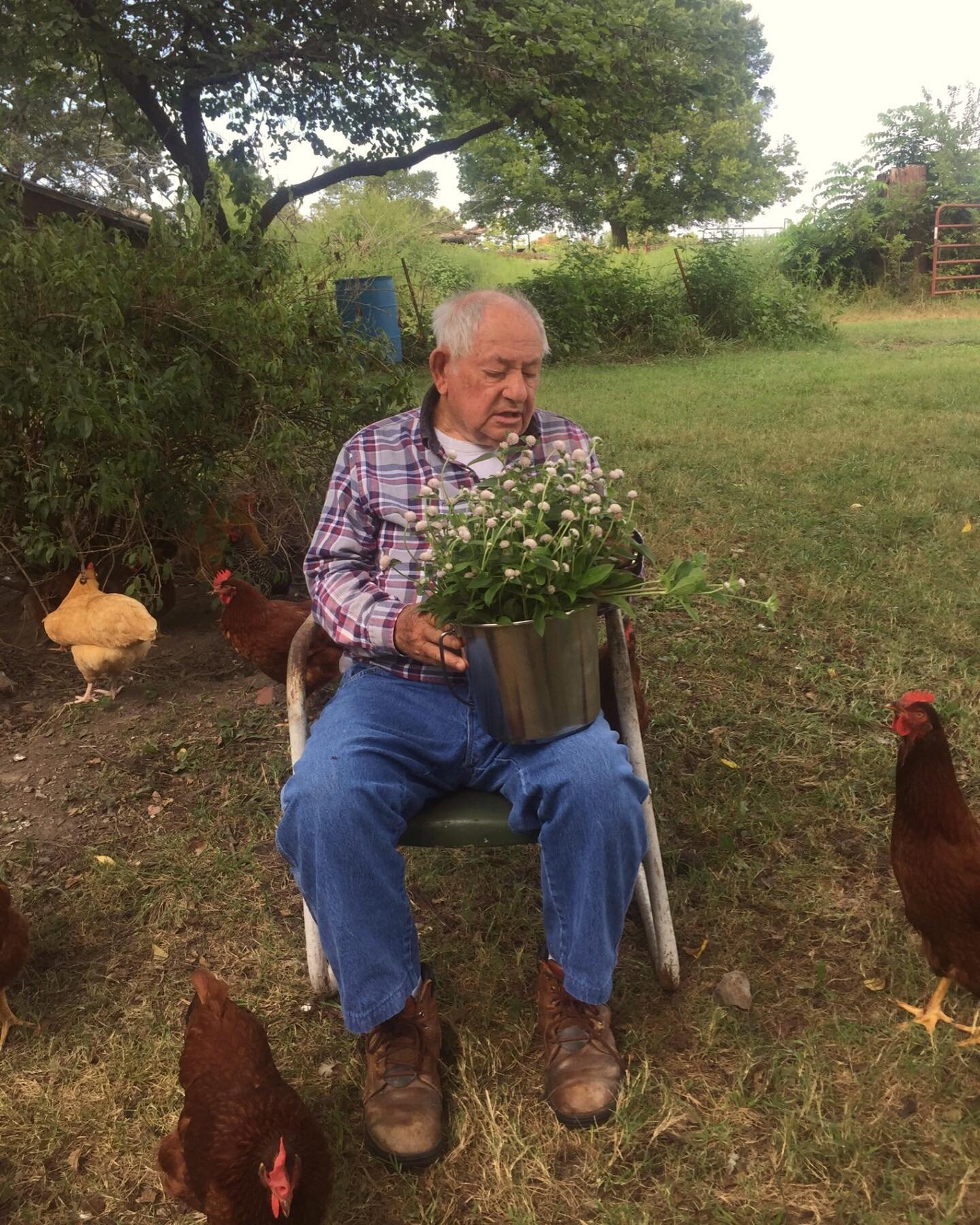 Grandpa with the gomphrena. He&rsquo;s certainly saying something clever in this picture 🙄.... 
.
.
.
#gomphrena #globeamaranth #amaranth #grandpas