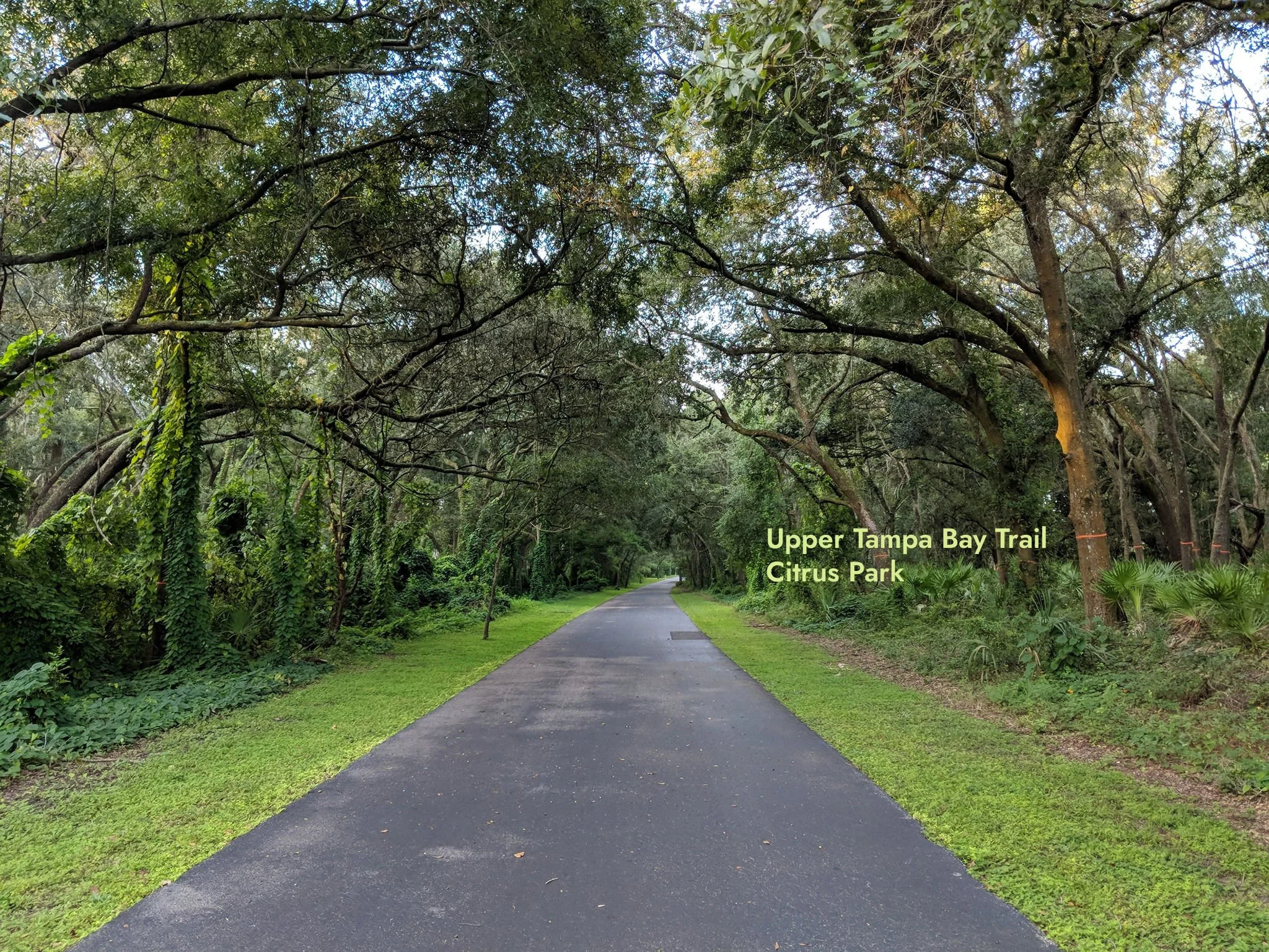 Upper Tampa Bay Trail offers much-appreciated shade