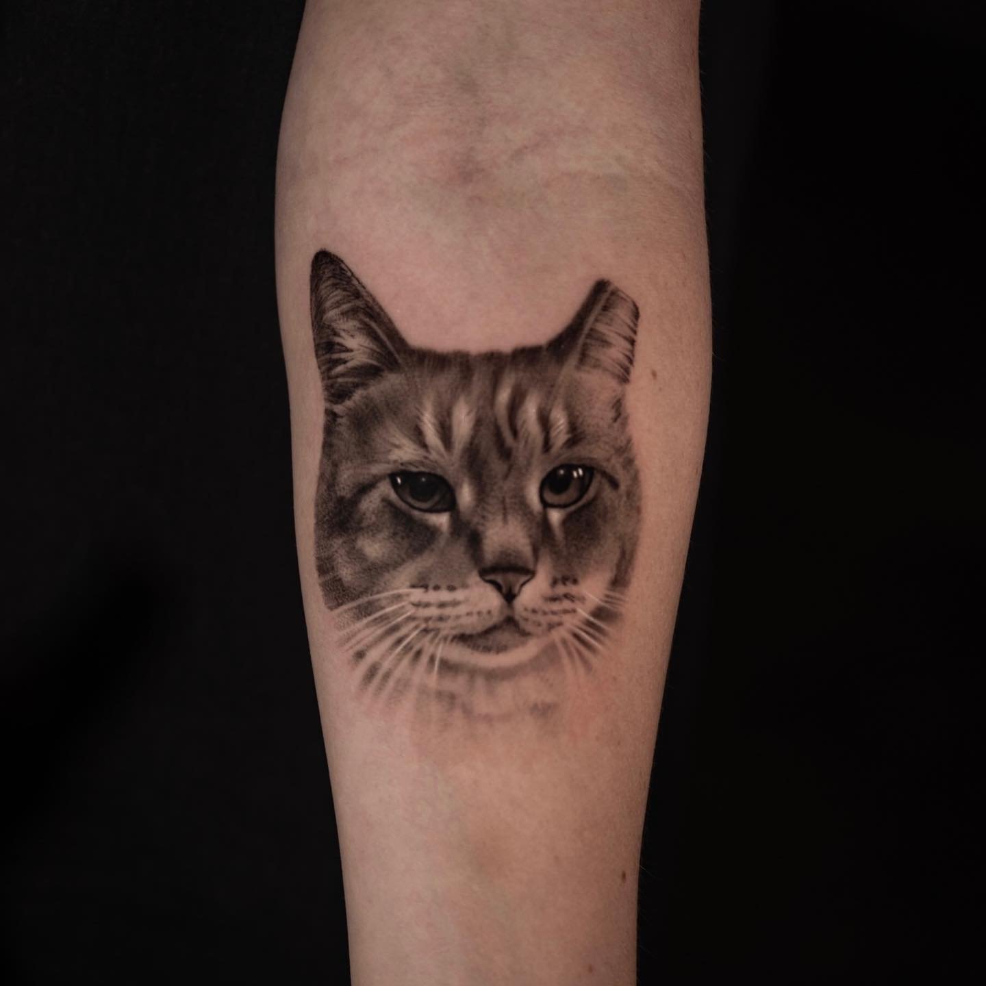 Pet portrait of a once feral cat. They snip the ear after they fix and release them. I love tattooing your pets so if you&rsquo;re wanting to have yours tattooed, let me know! @etherealtattoogallery 
.
.
.
.
.
.
.
.
.
.
#tattoo # realism #cat #portra
