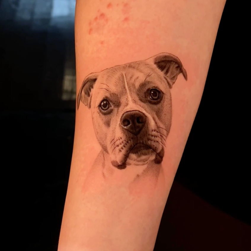 Black and grey tattoo of a pit bull's face on inner forearm.