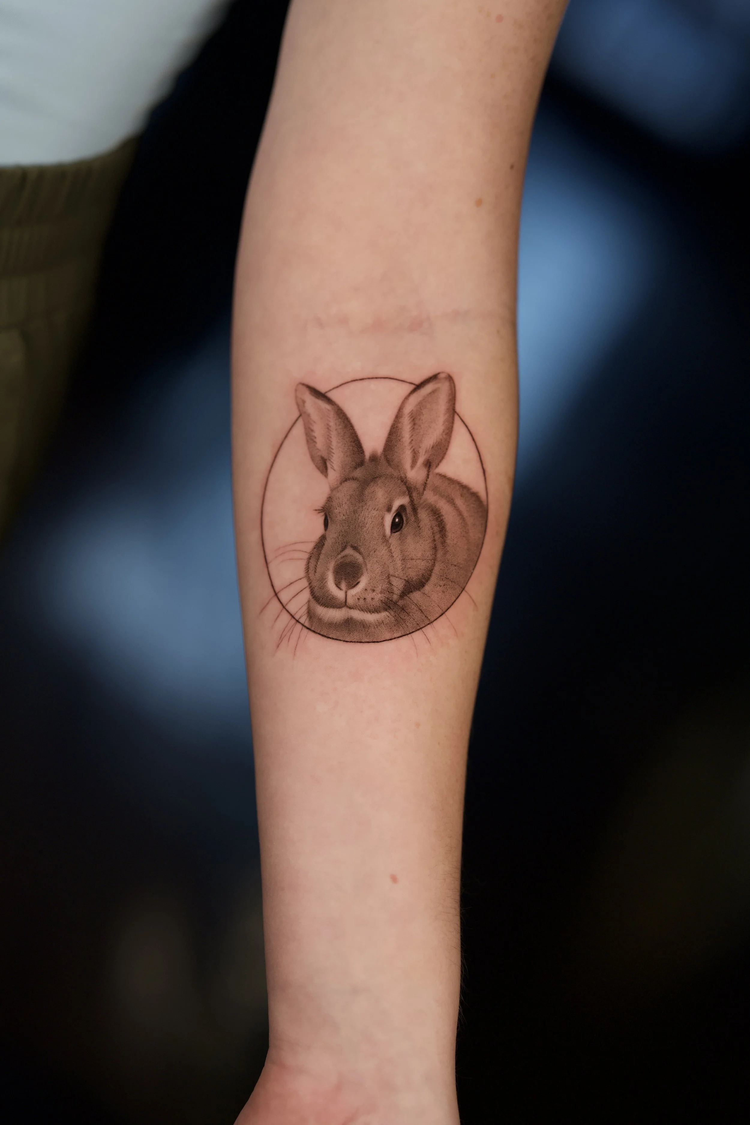 Black and grey tattoo of a realistic pet bunny on inner forearm.