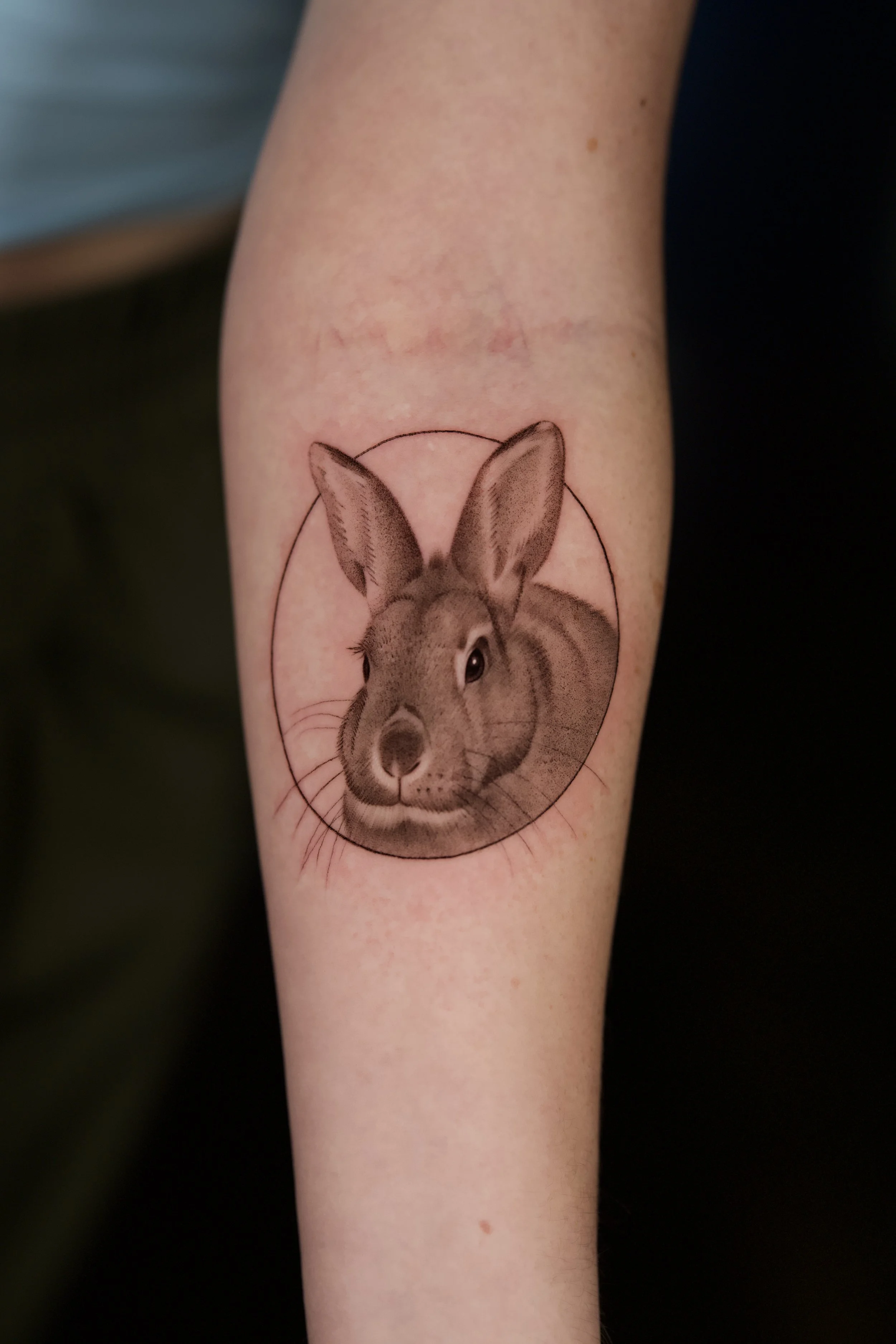 (Closer crop) black and grey tattoo of a realistic pet bunny on inner forearm.