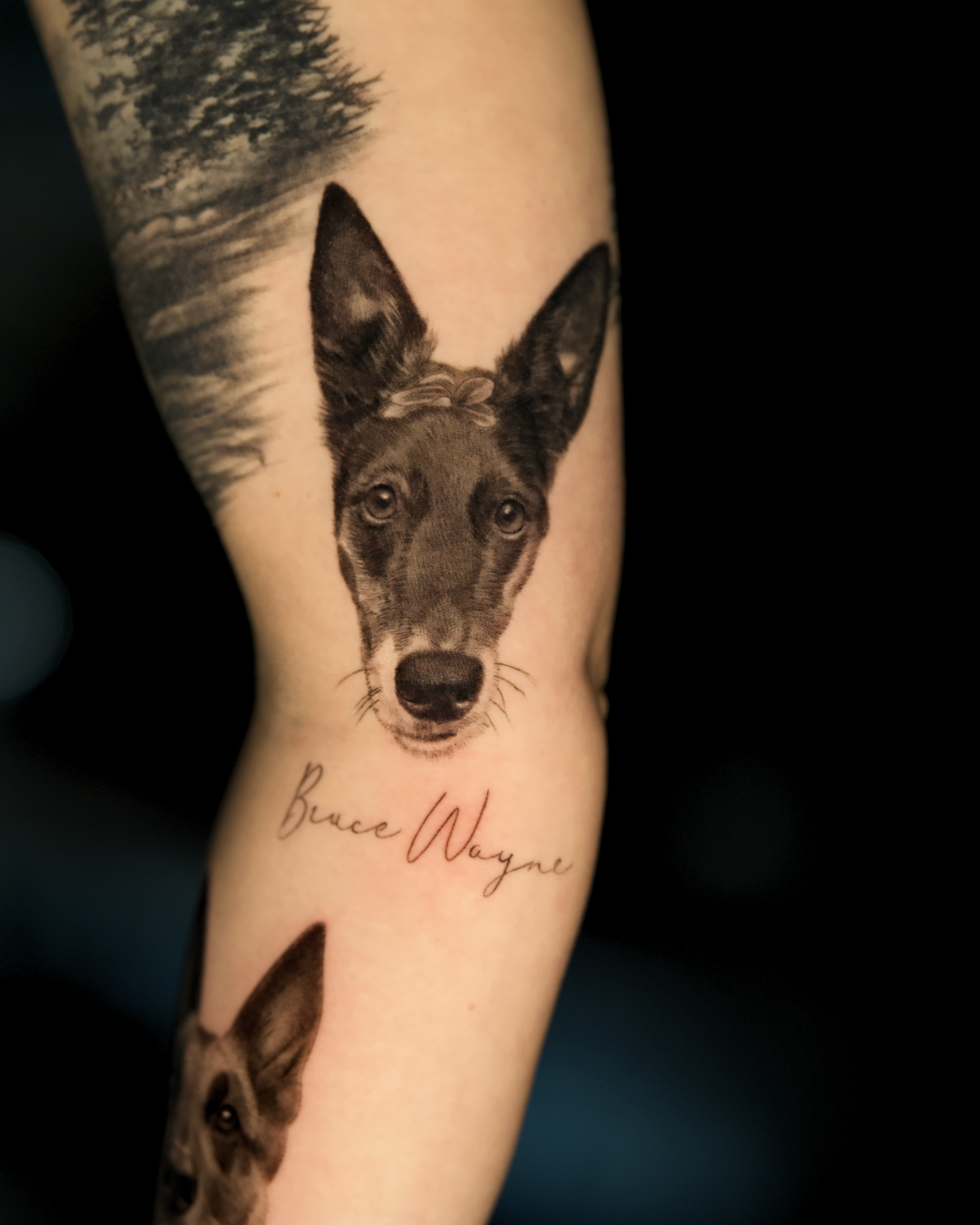 HEALED: dog portrait tattoo on inner bicep.