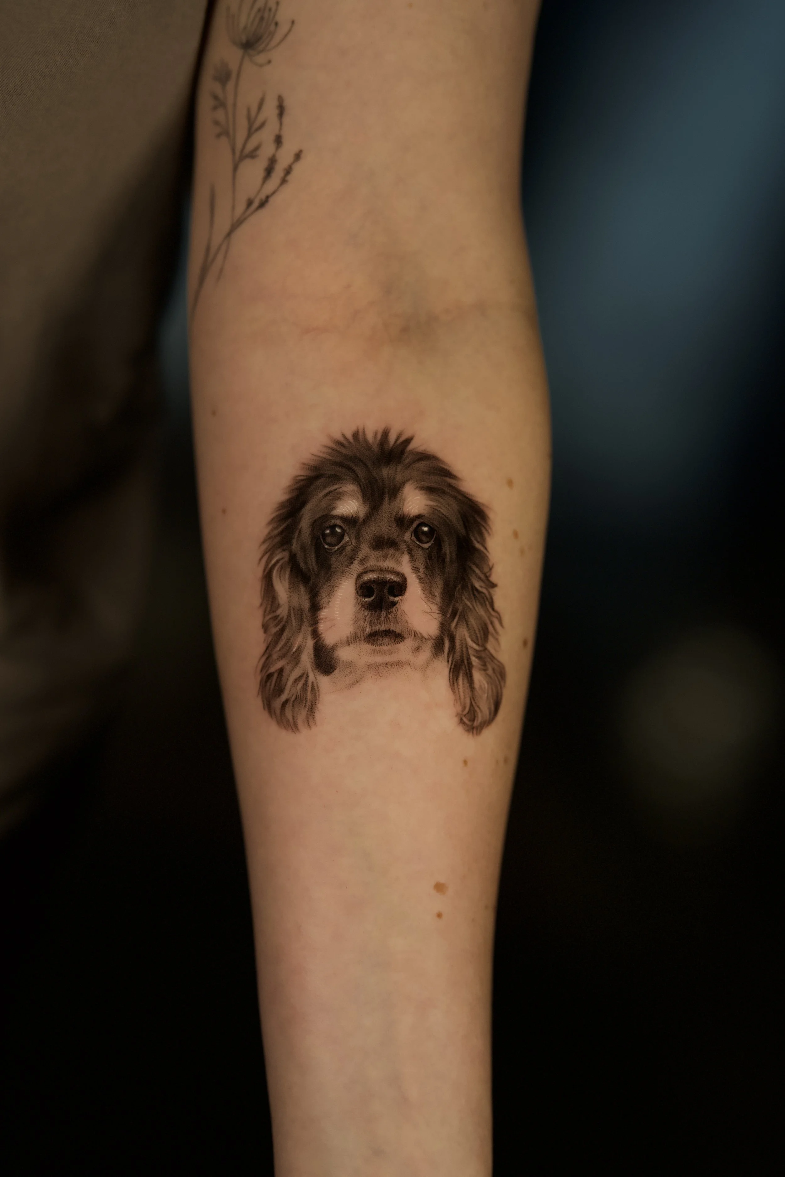 Black and grey tattoo of a fluffy dog's face on inner forearm.