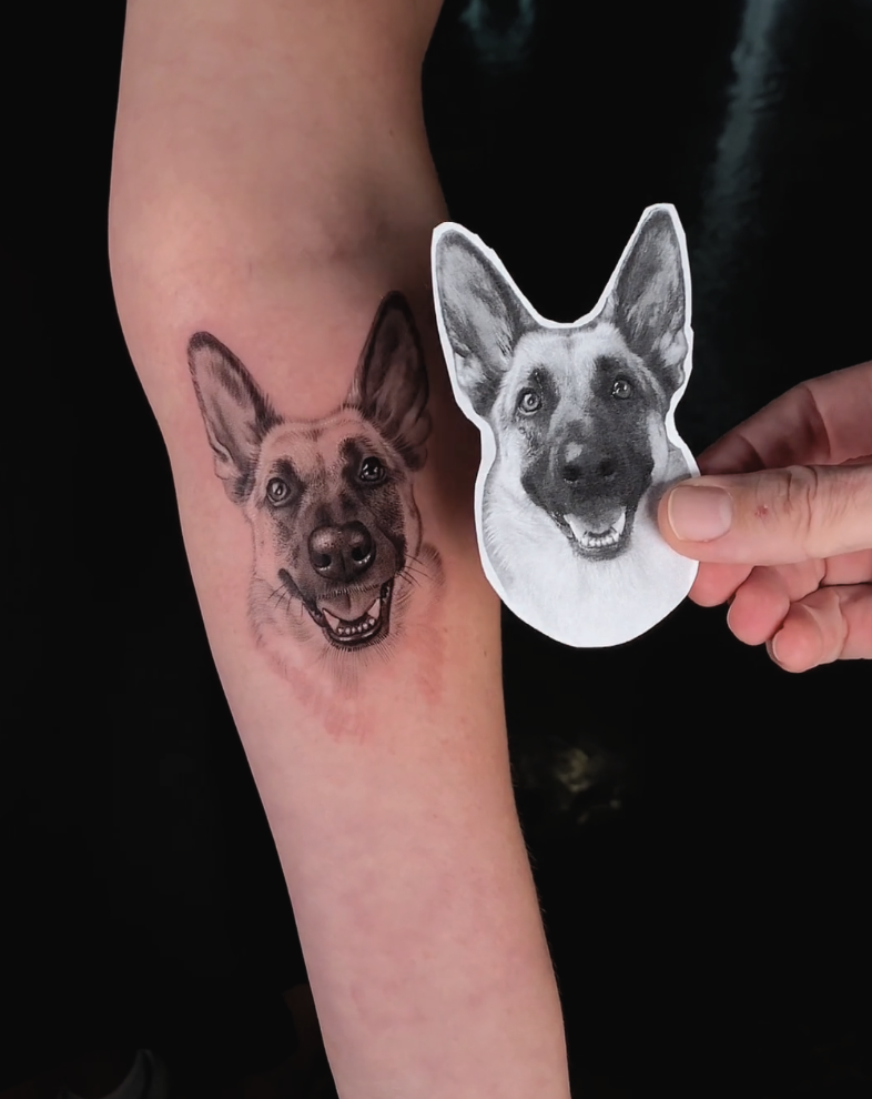Side-by-side photo comparison: Black and grey tattoo of a happy German Shepherd's face on inner forearm.