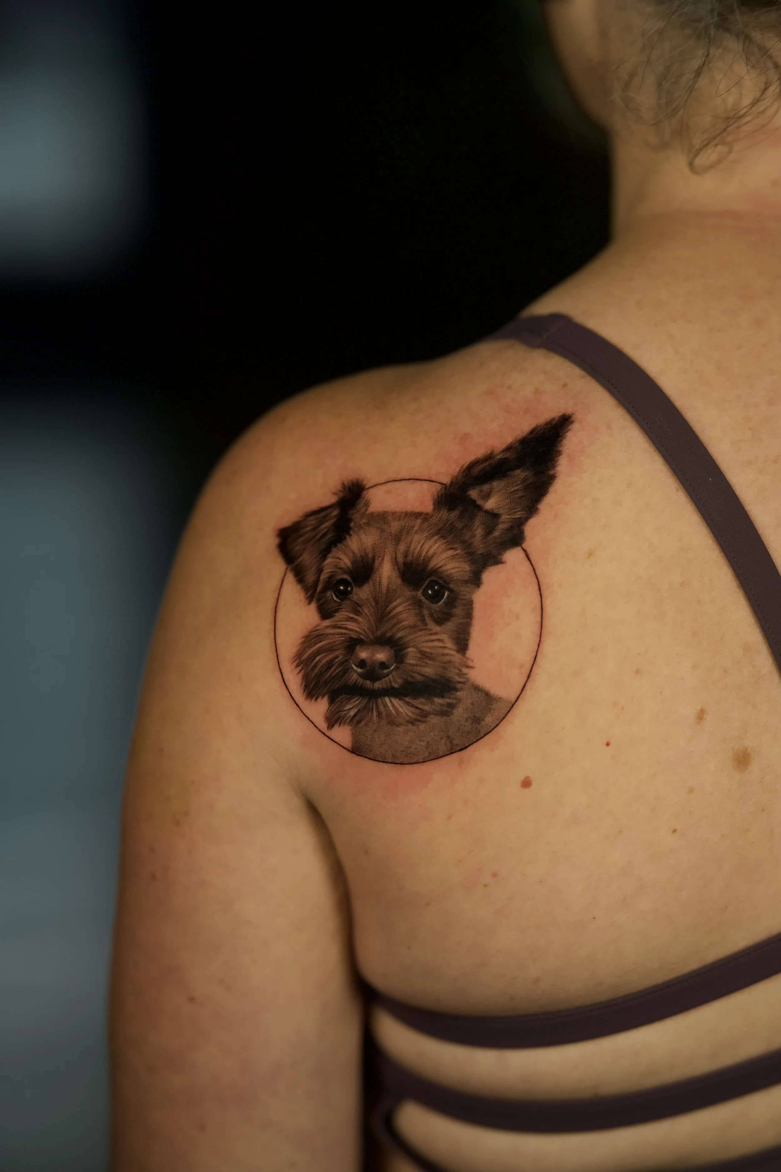 Black and grey tattoo of a schnauzer's face on the shoulder blade/upper back.