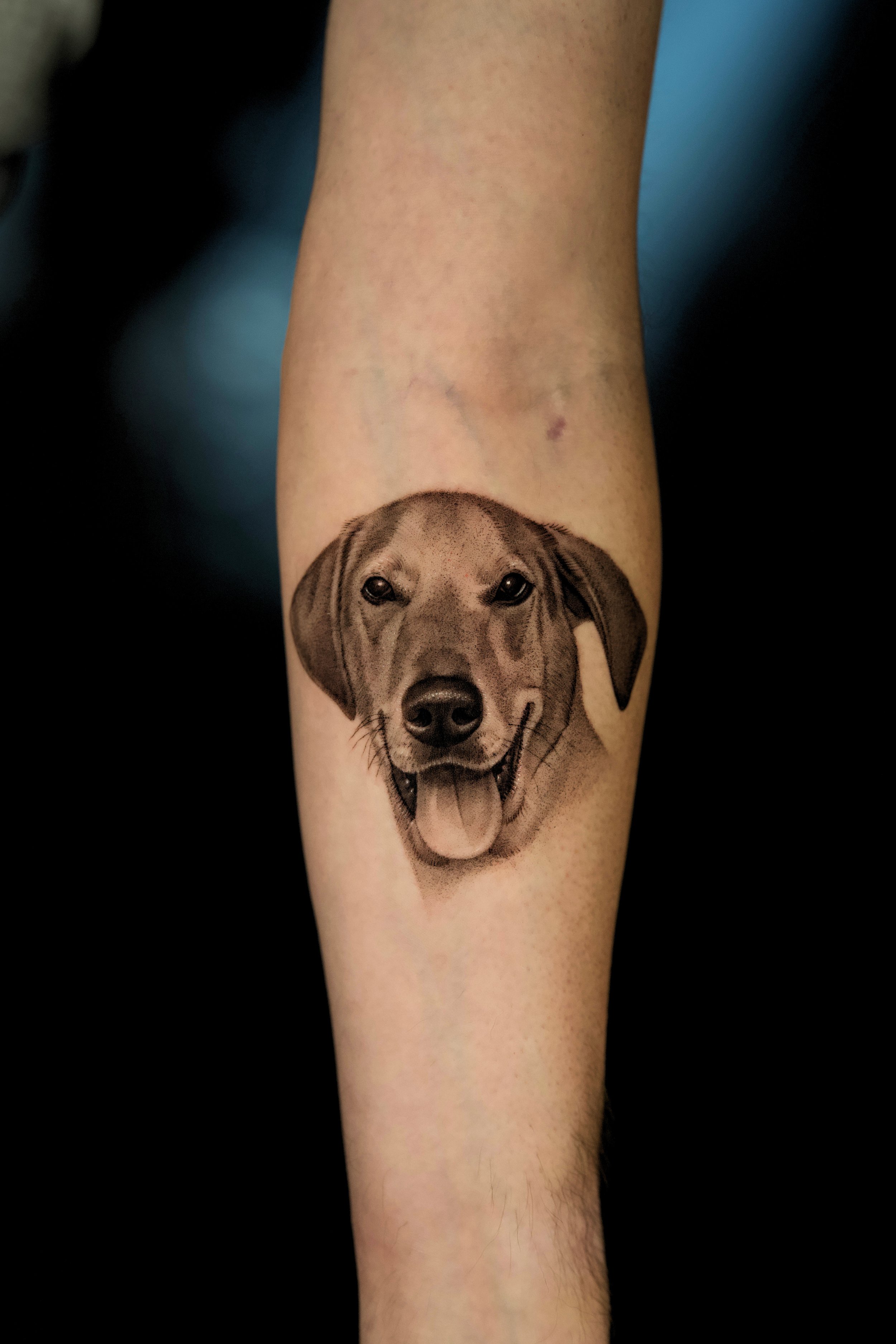 realistic pet portrait tattoo of a dog on forearm.