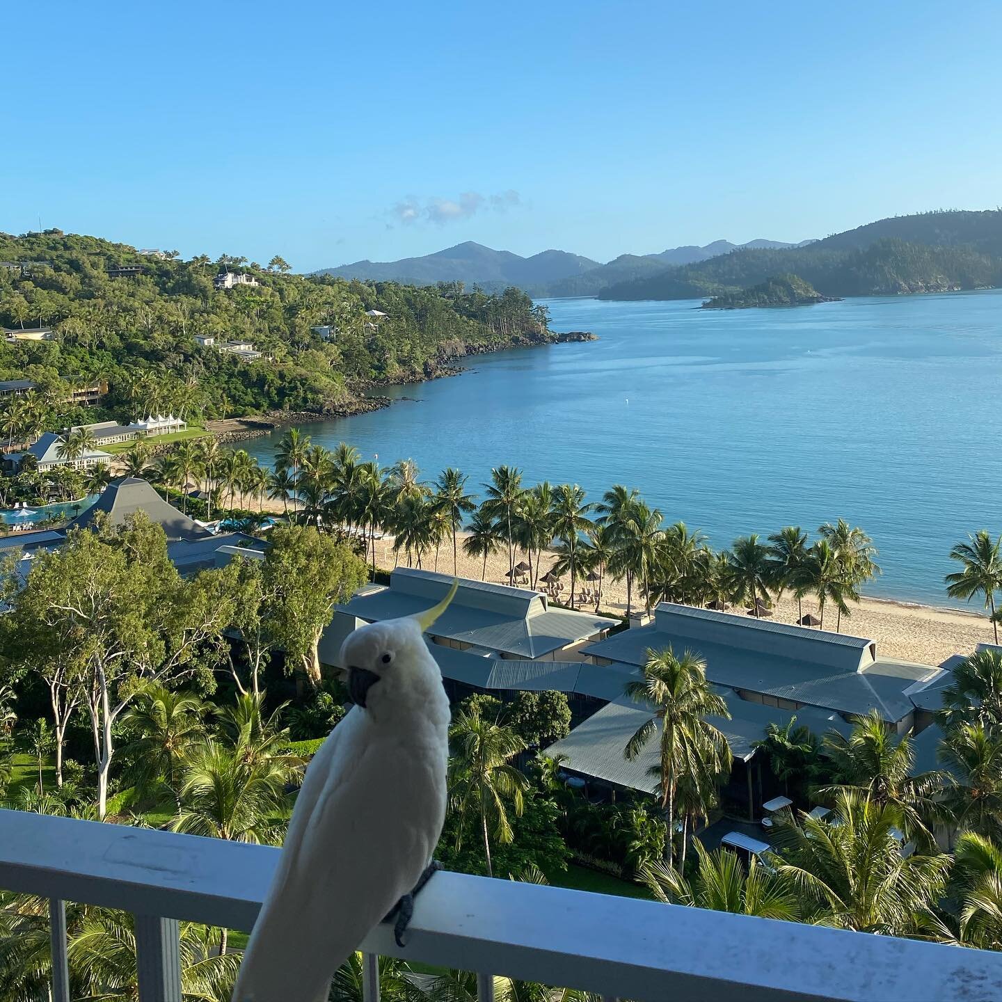 After being confined to home for the past year, it&rsquo;s nice to have the chance to escape for a few days 🌴☀️✈️

#hamiltonisland #queensland #familyholiday #whitehavenbeach #grateful
