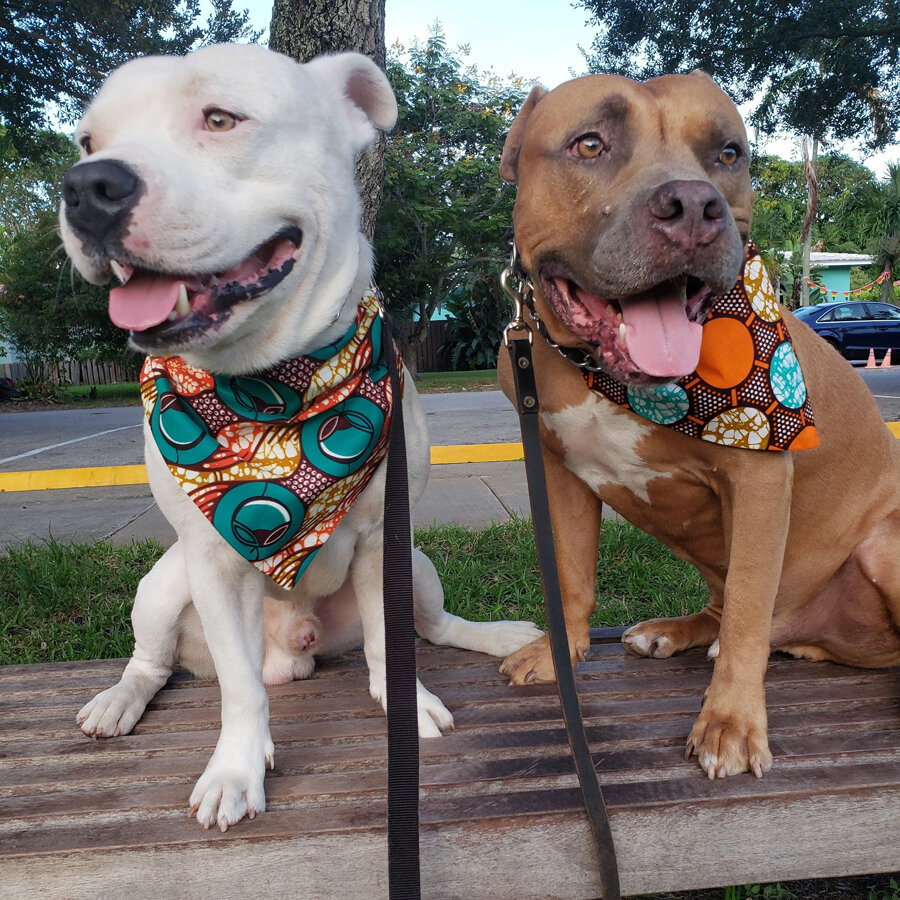 Photo: @shopdogenvie