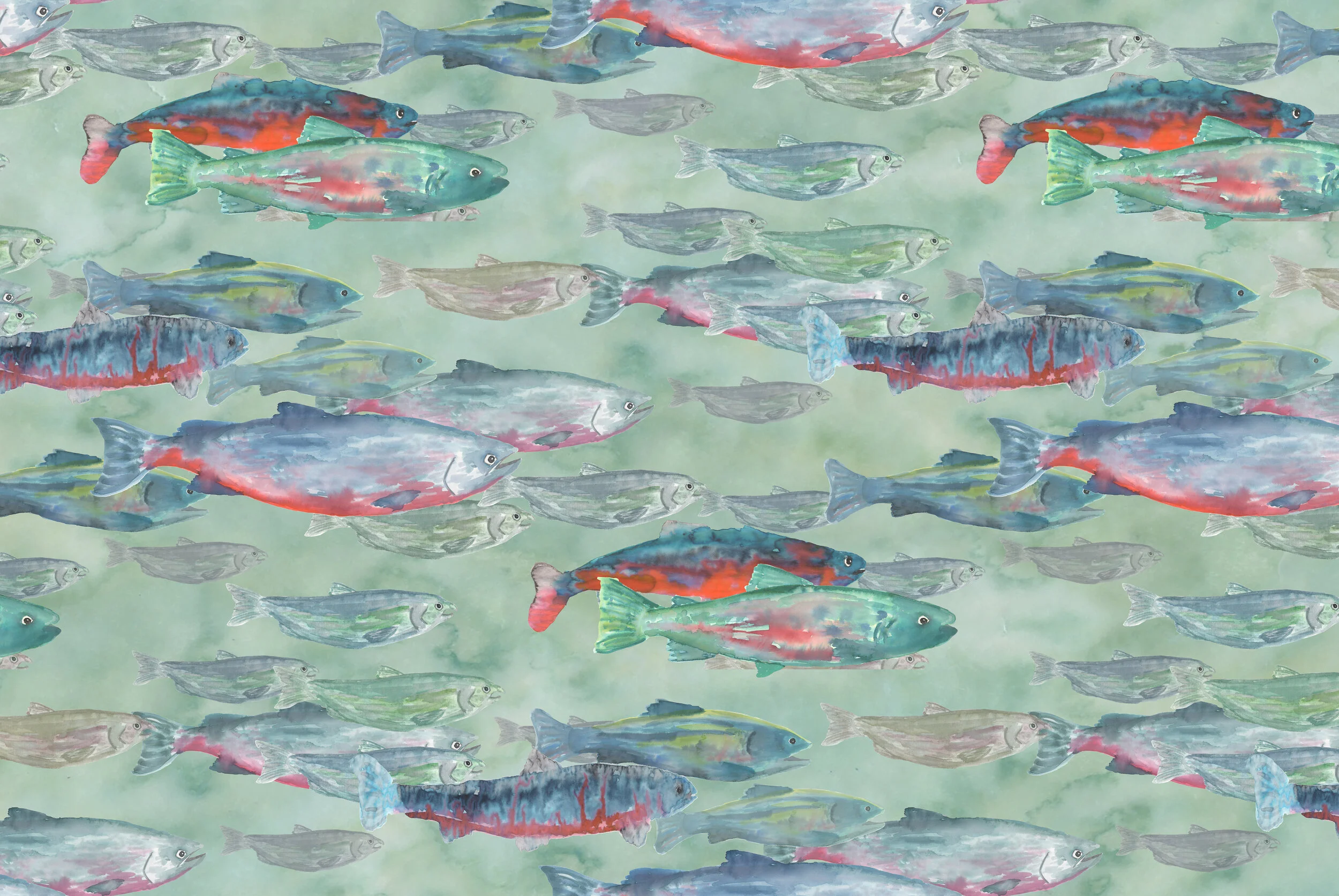 Salmon.jpg