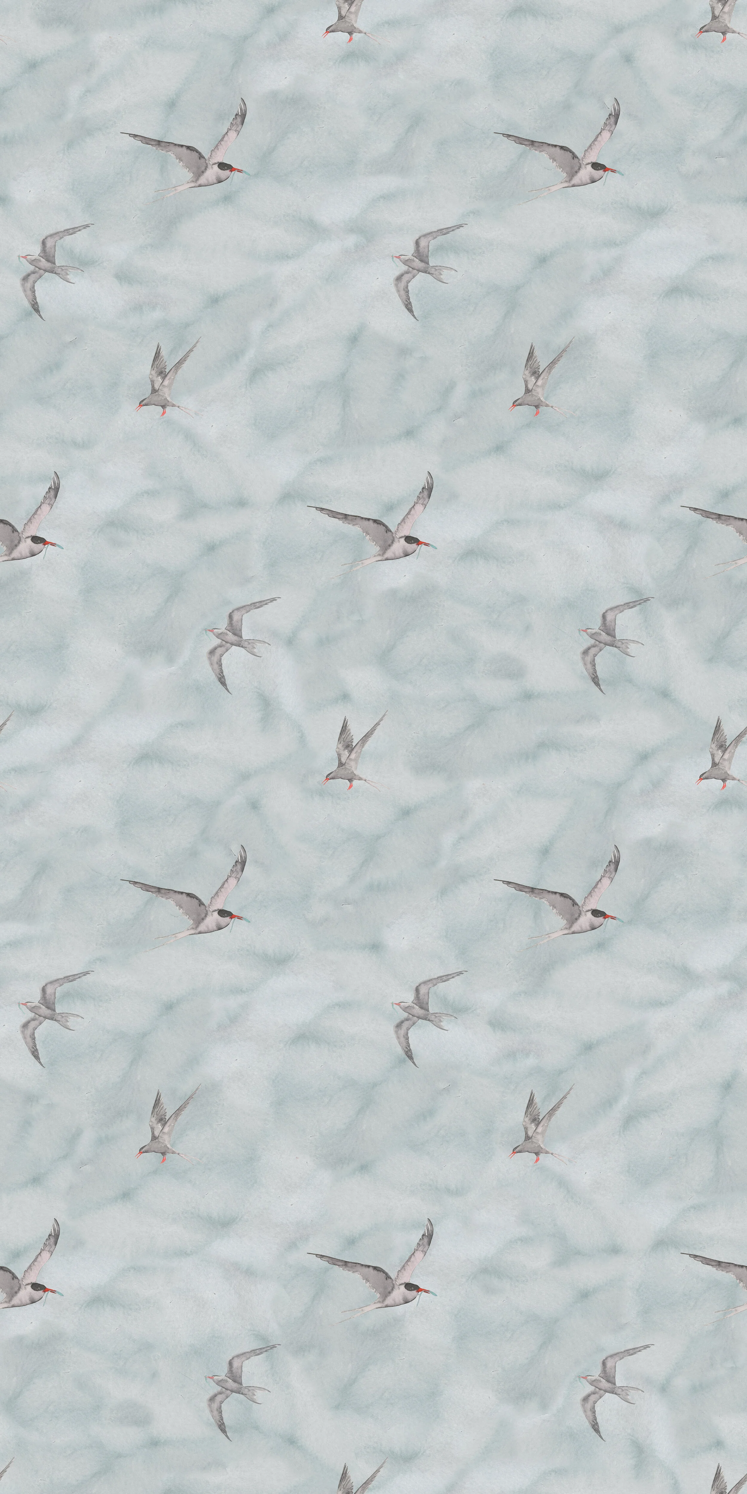 Arctic Tern.jpg