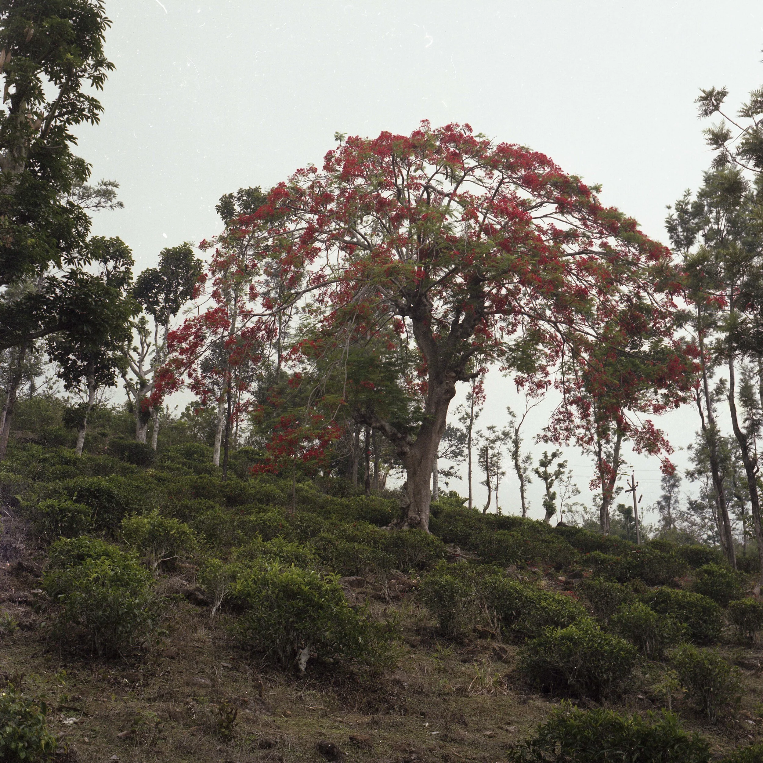 2019_april_kerala_02_006 copy.jpg