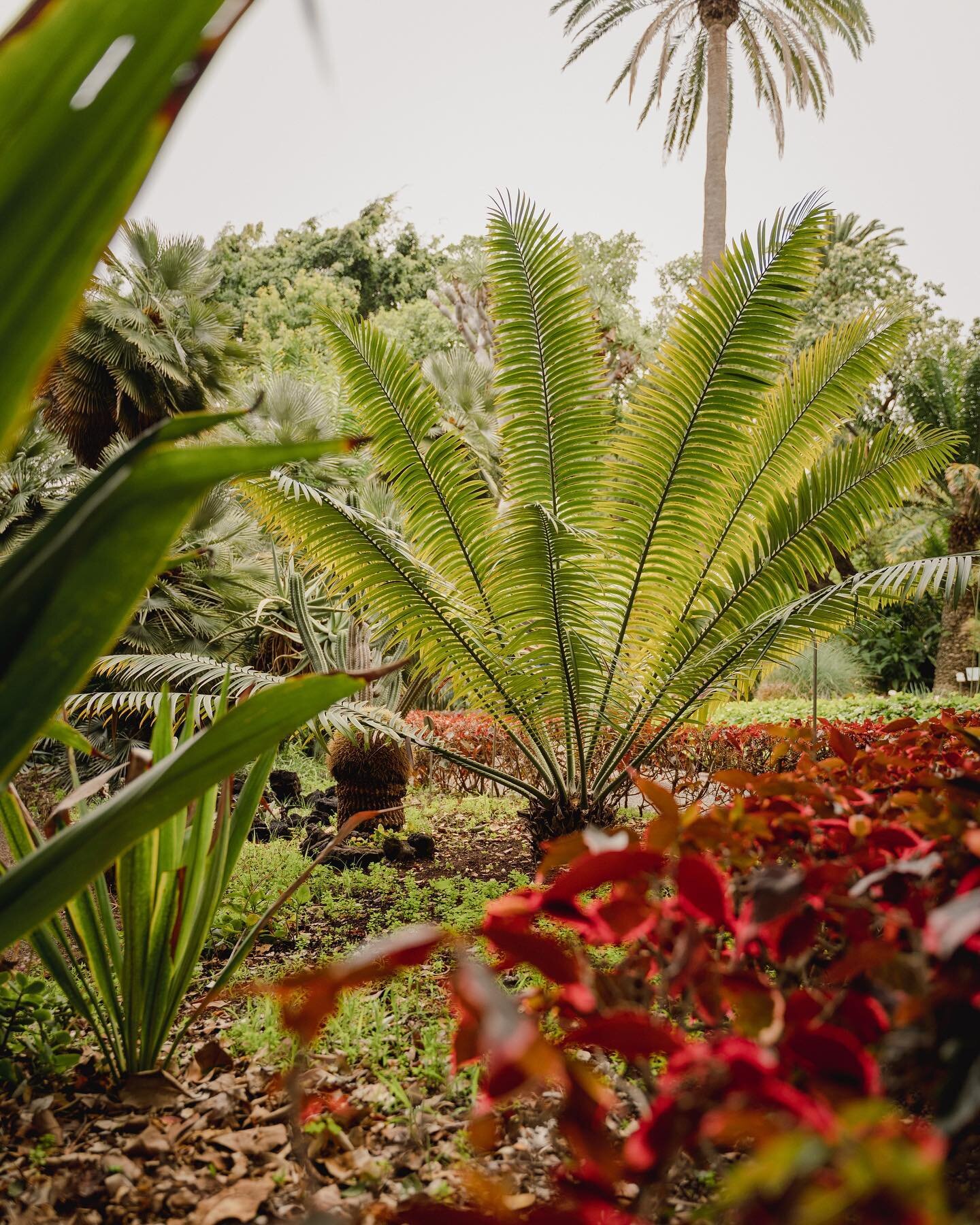 A botanical garden in the north of Tenerife